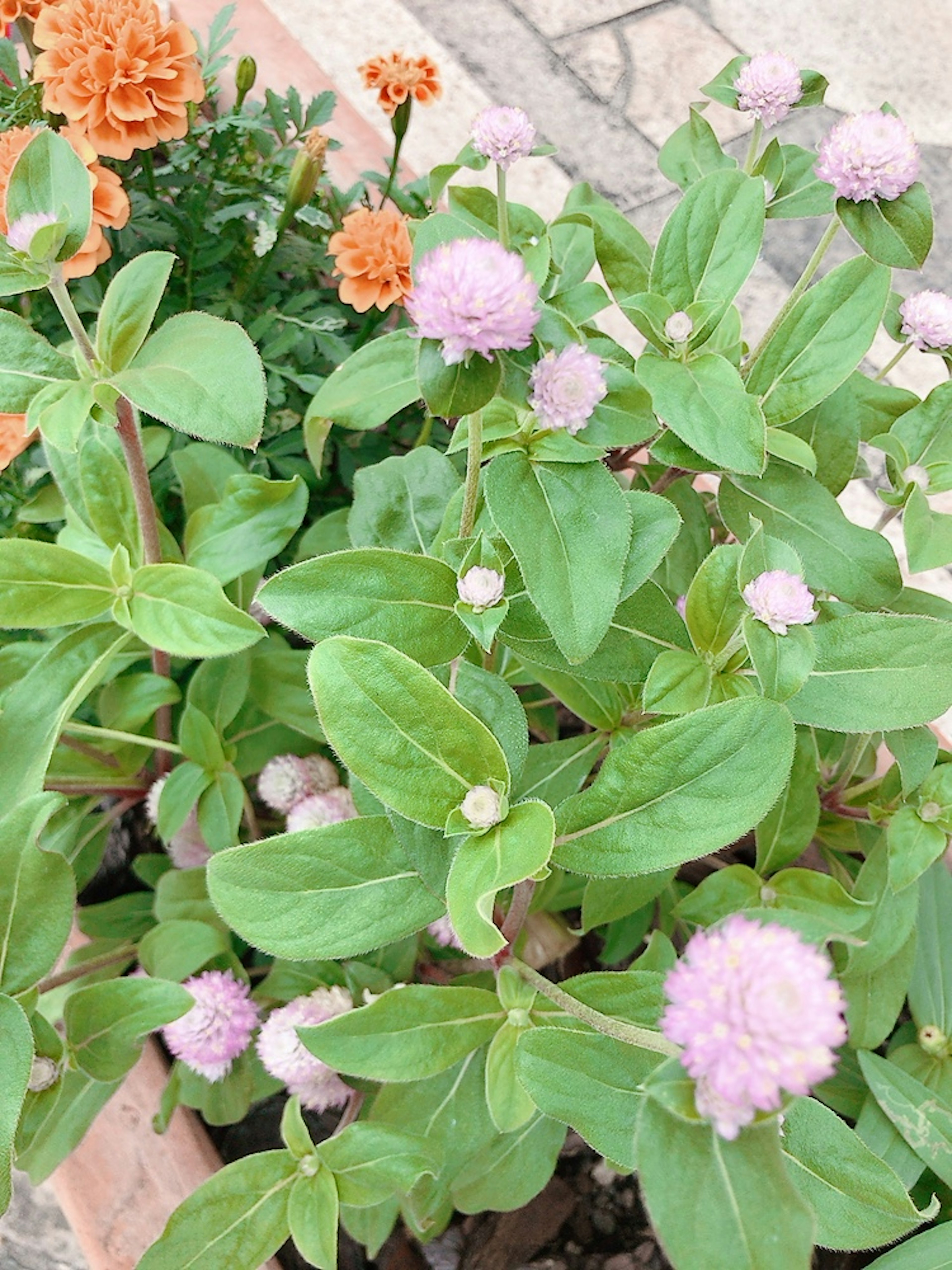 A plant with green leaves featuring orange and pink blooming flowers