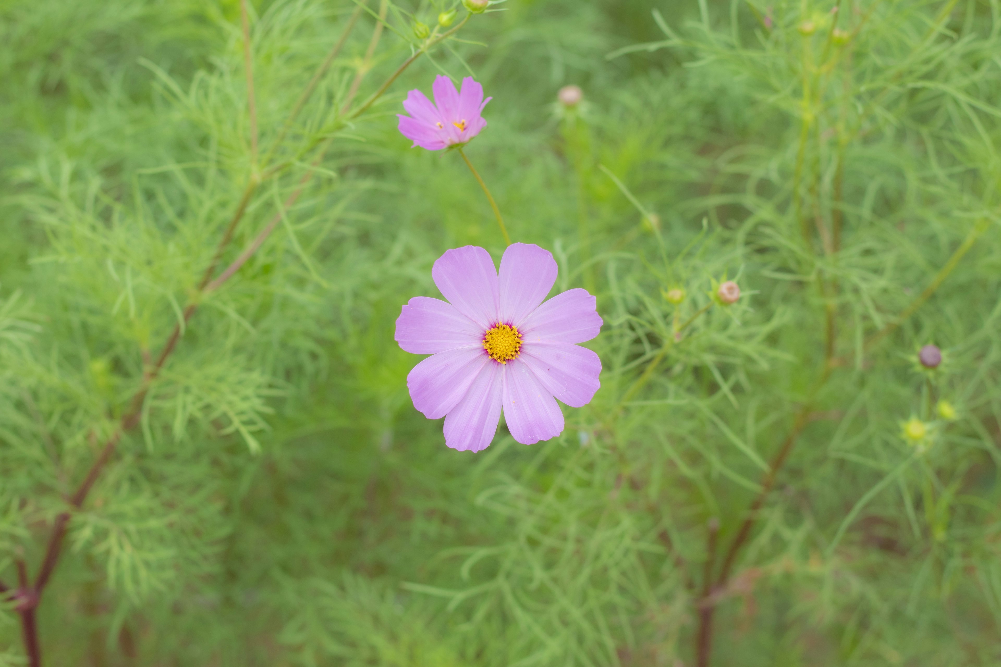 緑の葉に囲まれた薄紫色のコスモスの花