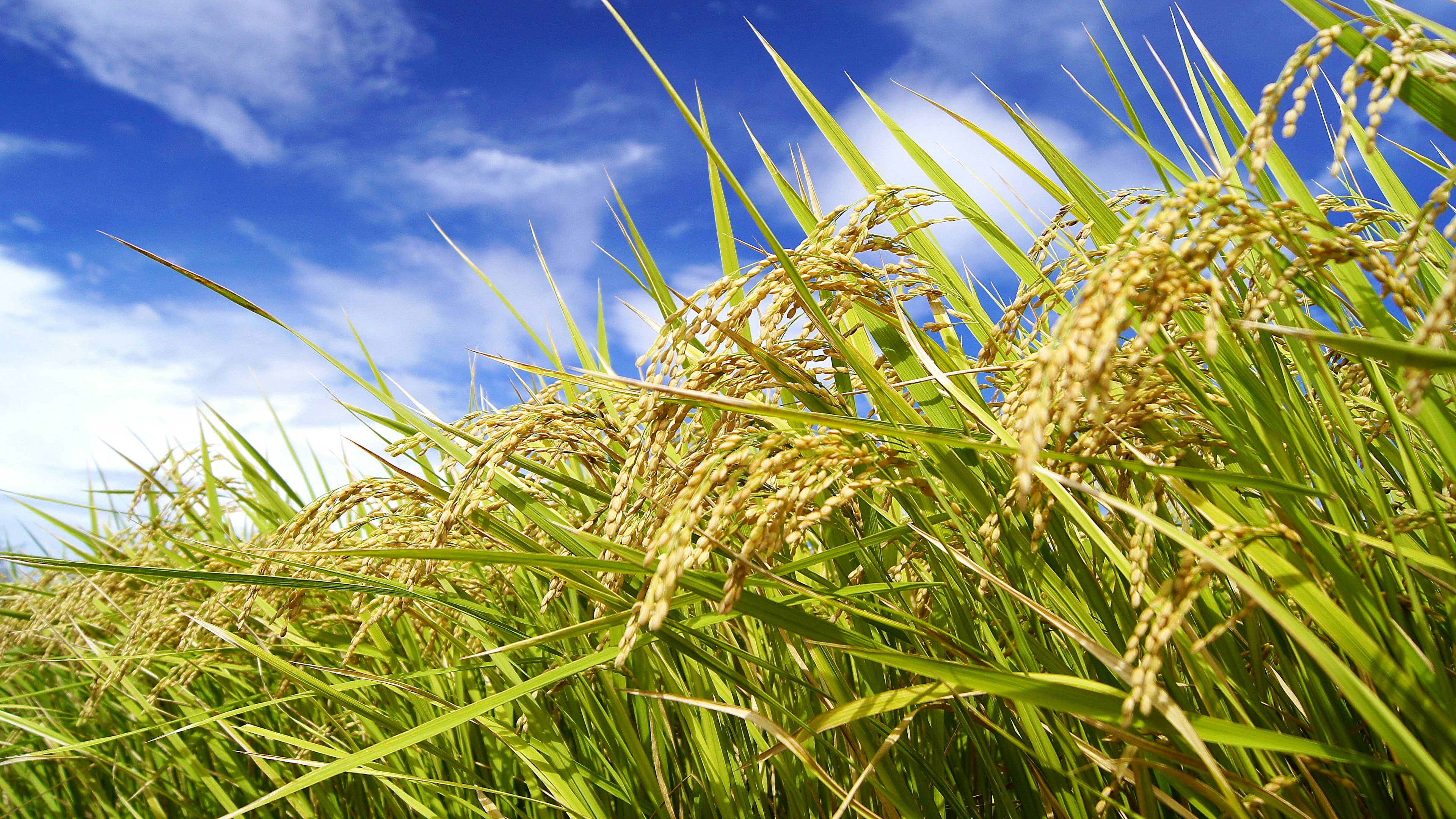 Granos de arroz dorados meciéndose bajo un cielo azul