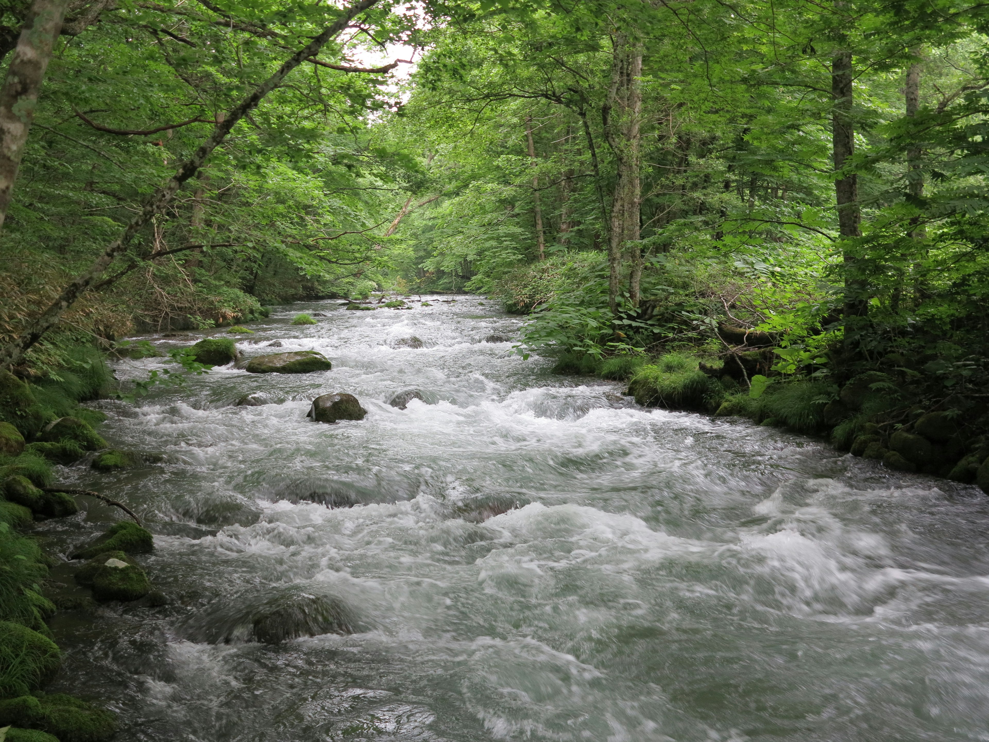 Vista panoramica di un torrente limpido che scorre attraverso una foresta verdeggiante