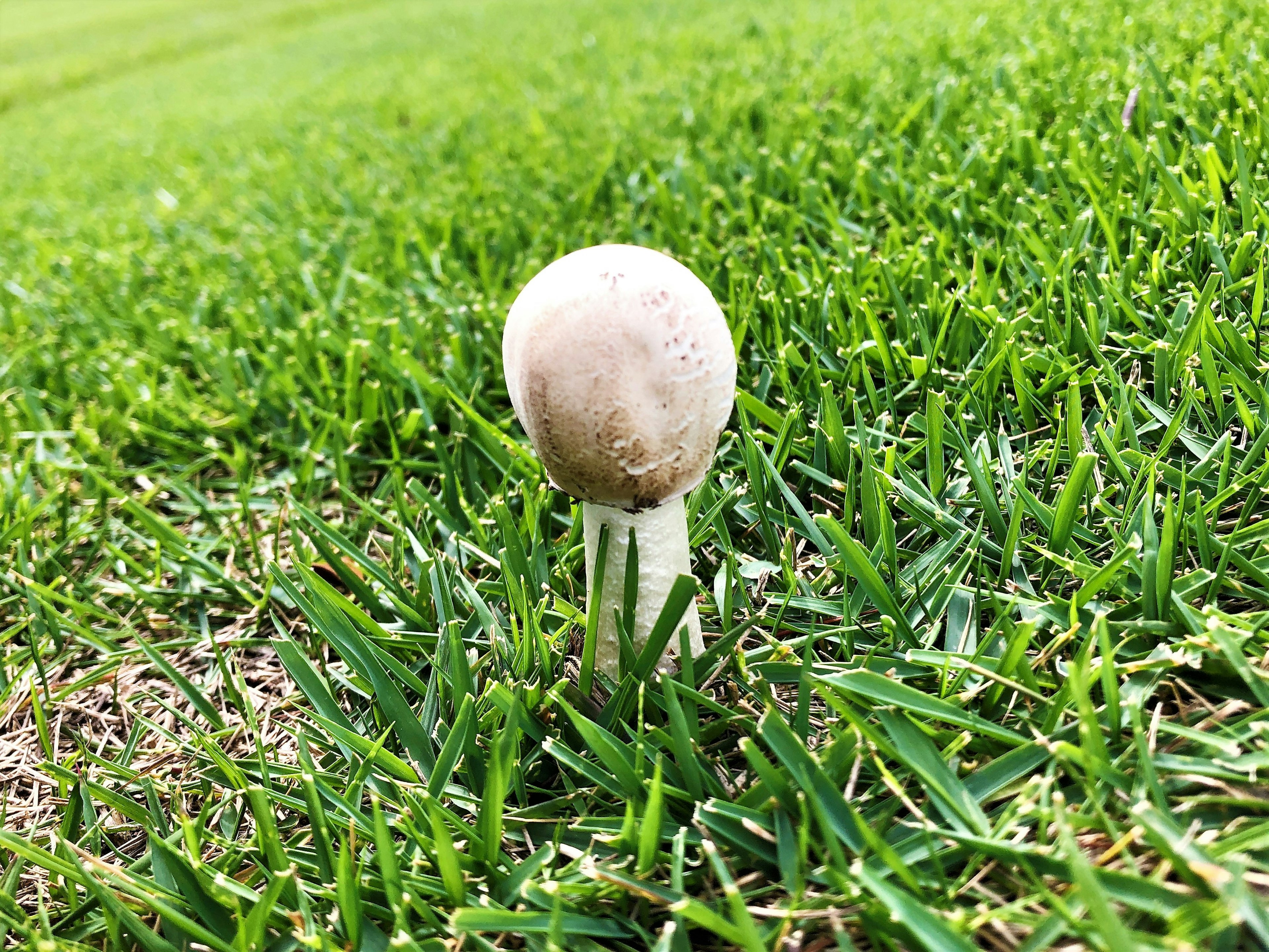 A white mushroom growing in lush green grass