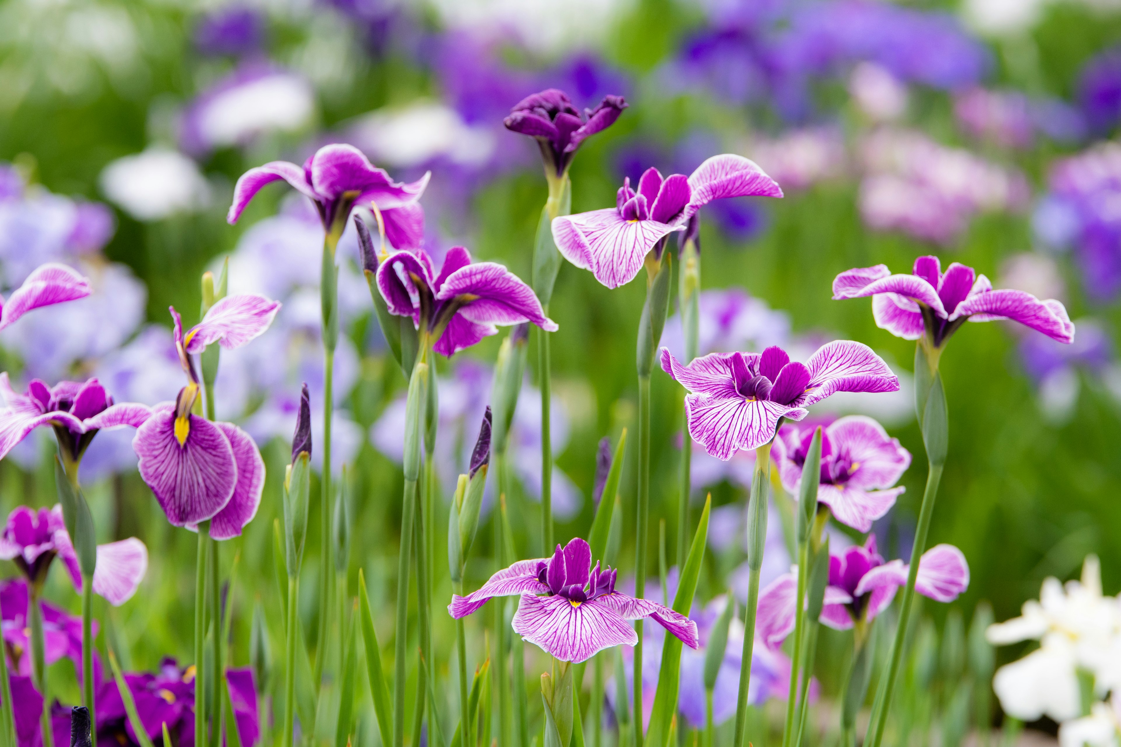 Un paesaggio bellissimo con fiori viola vivaci