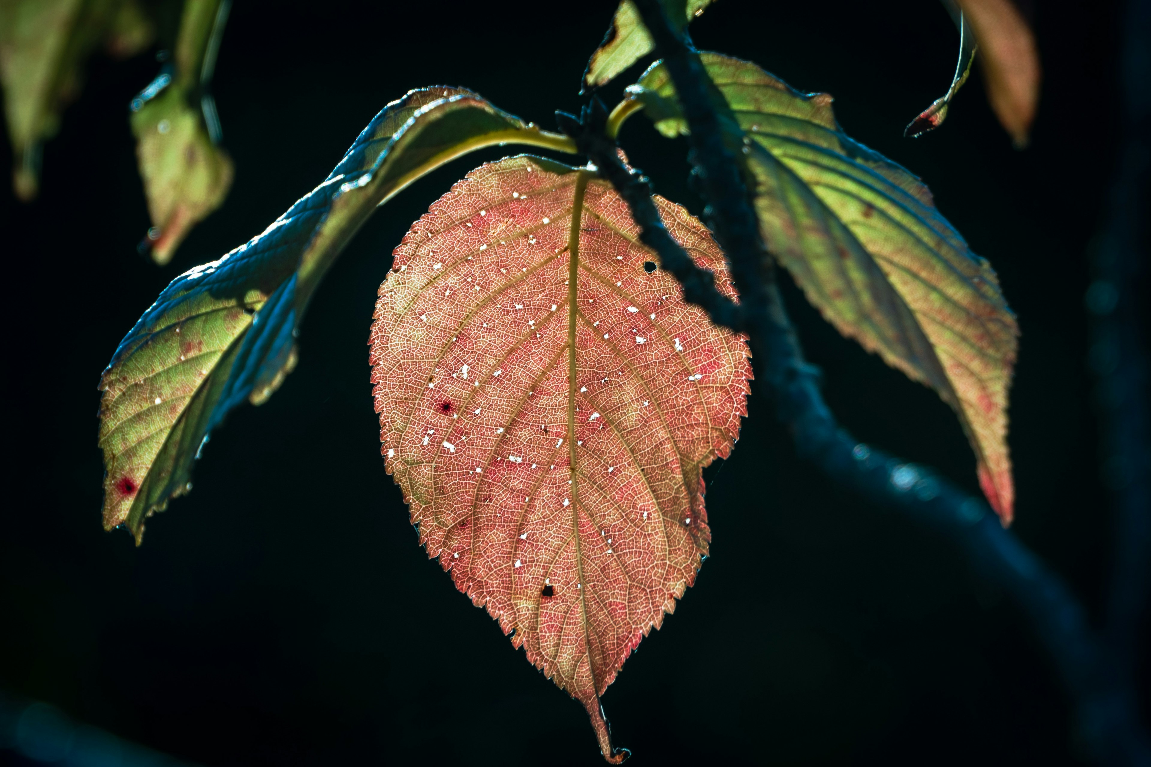 Close-up of a wet leaf with fine water droplets against a dark background