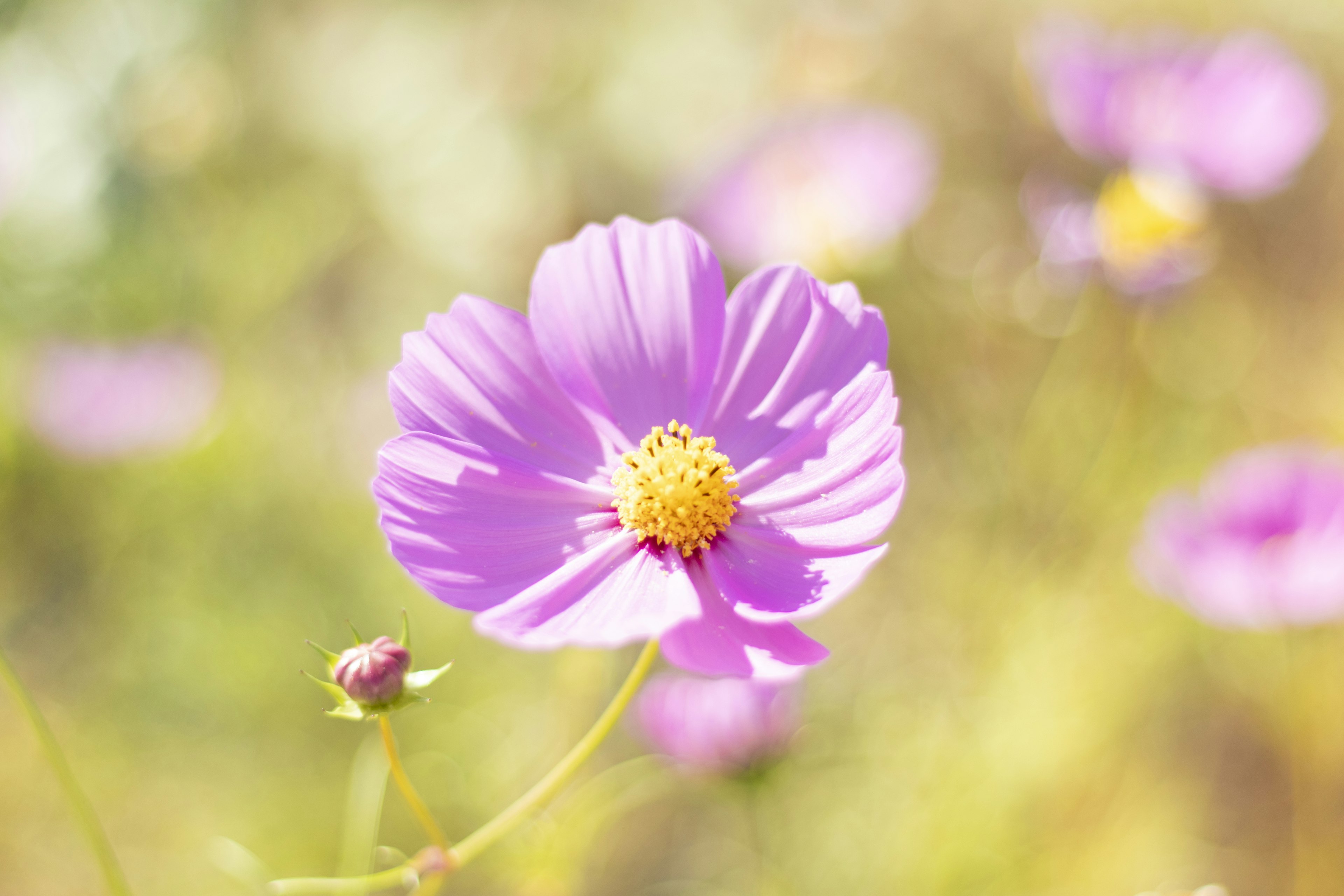 淡い紫色の花と黄色い中心部を持つ花のクローズアップ