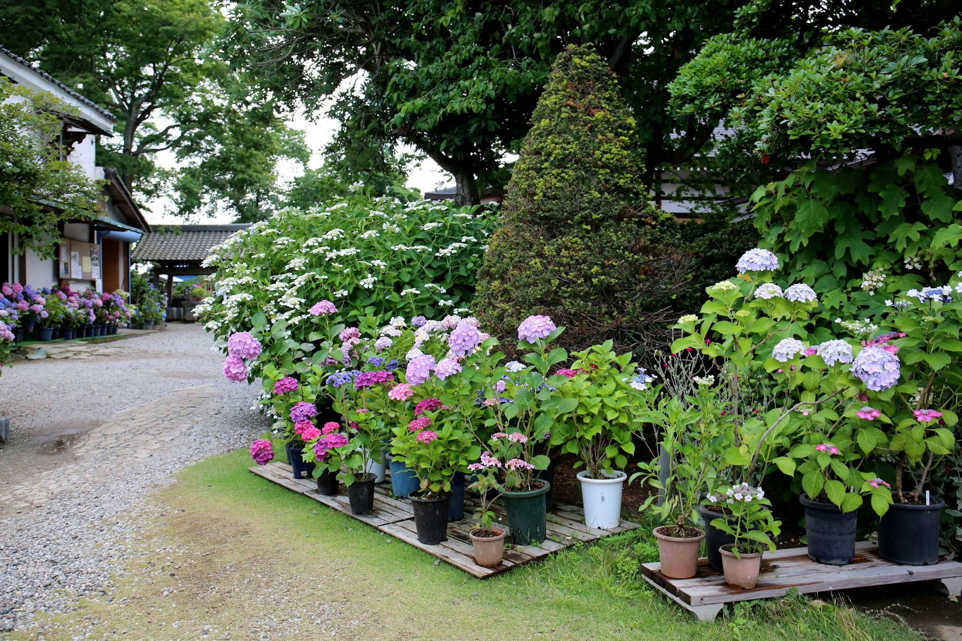 Une scène de jardin avec des hortensias colorés le long d'un chemin avec des pots de fleurs