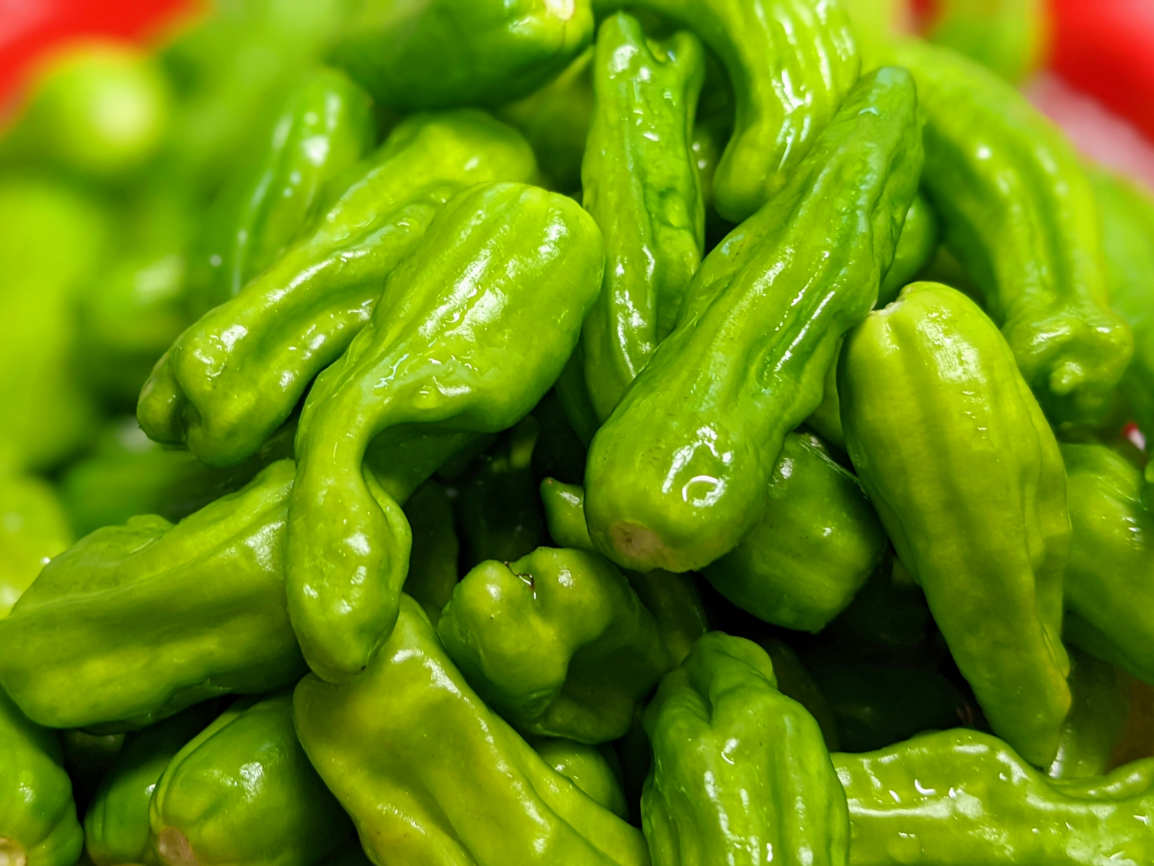 Vibrant green shishito peppers piled together