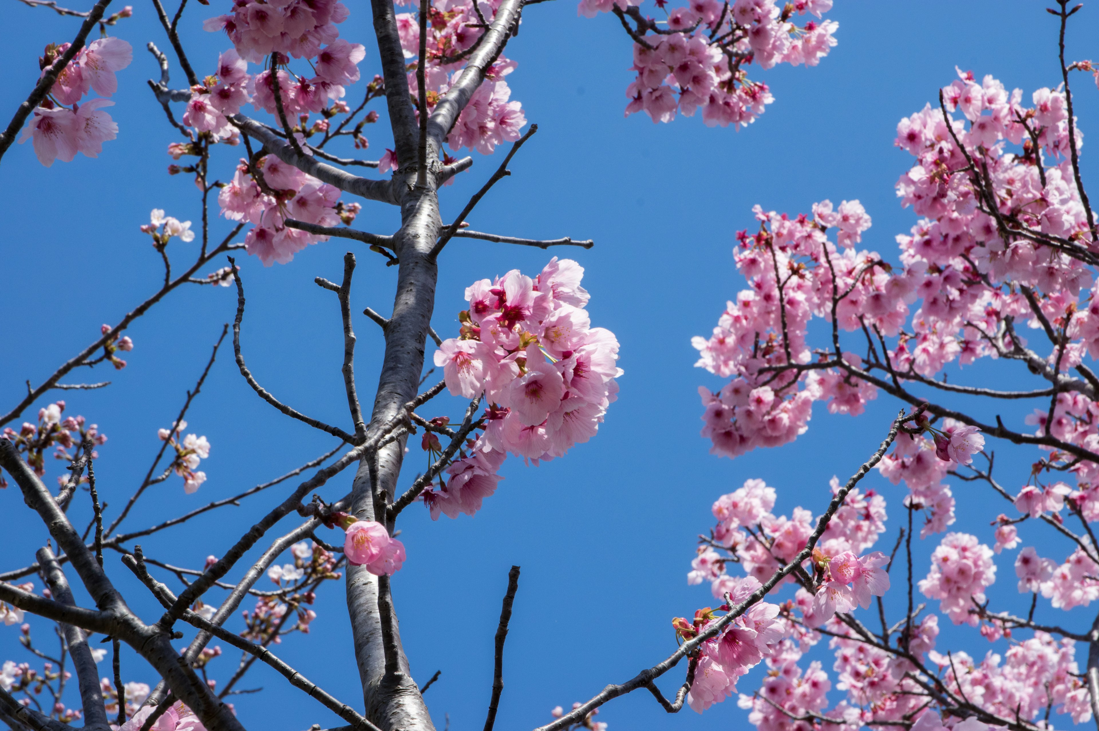 Zweige eines Kirschbaums mit rosa Blüten vor blauem Himmel