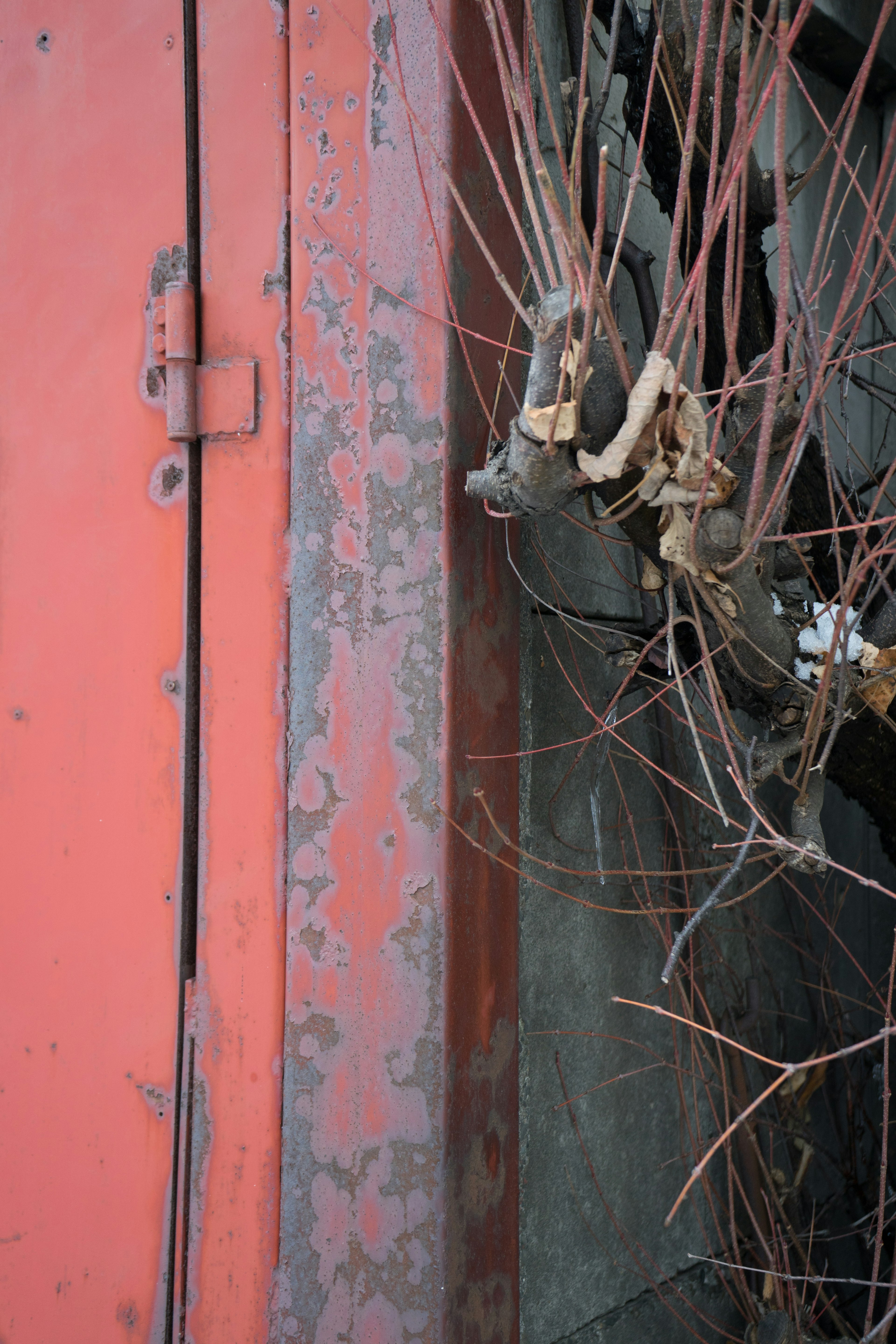 Close-up image of a red door with dry branches