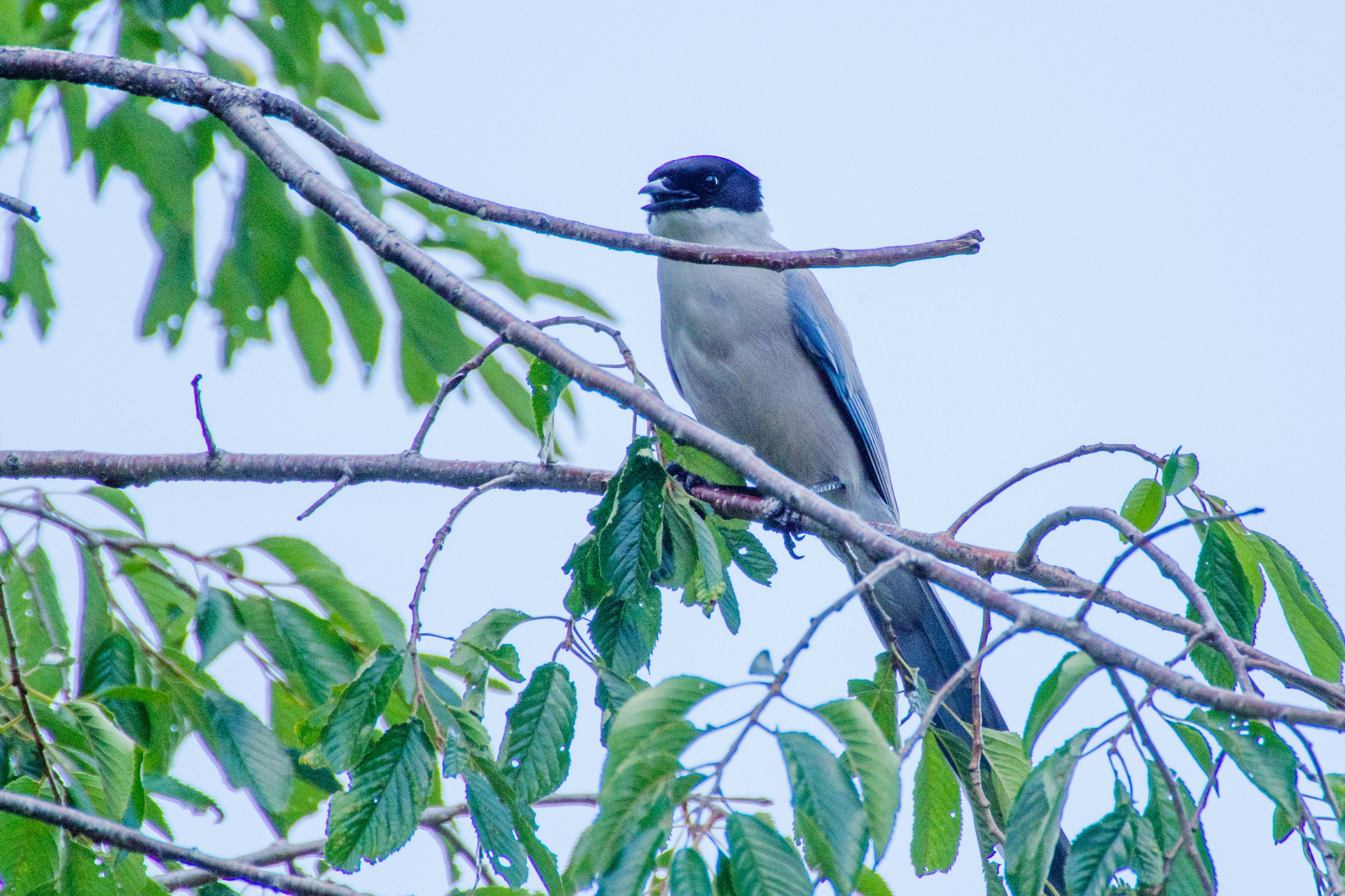 Vogel auf einem Zweig mit schwarzem Kopf und grauem Körper umgeben von grünen Blättern