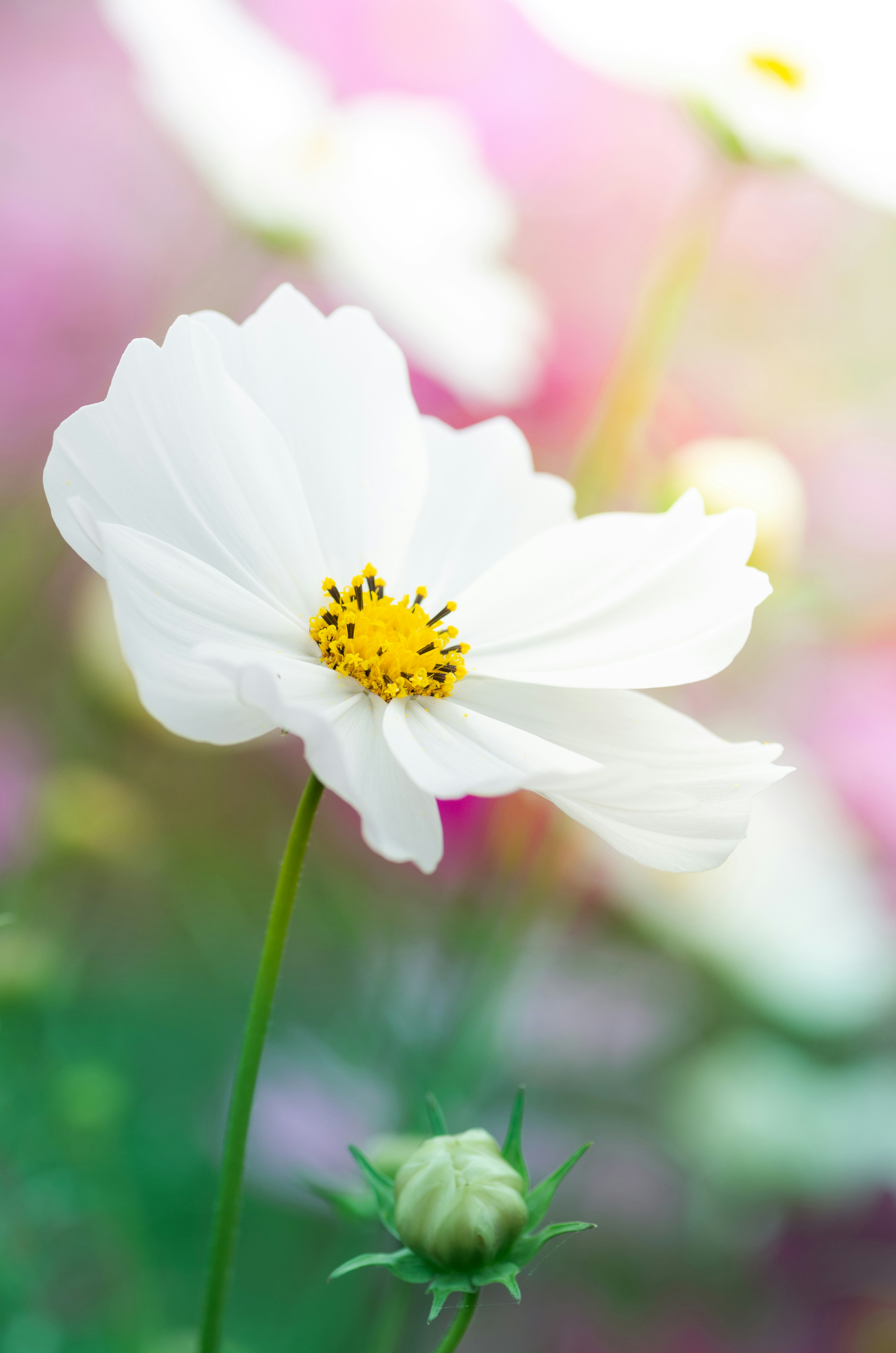 白い花と黄色い中心の部分が特徴の美しい花