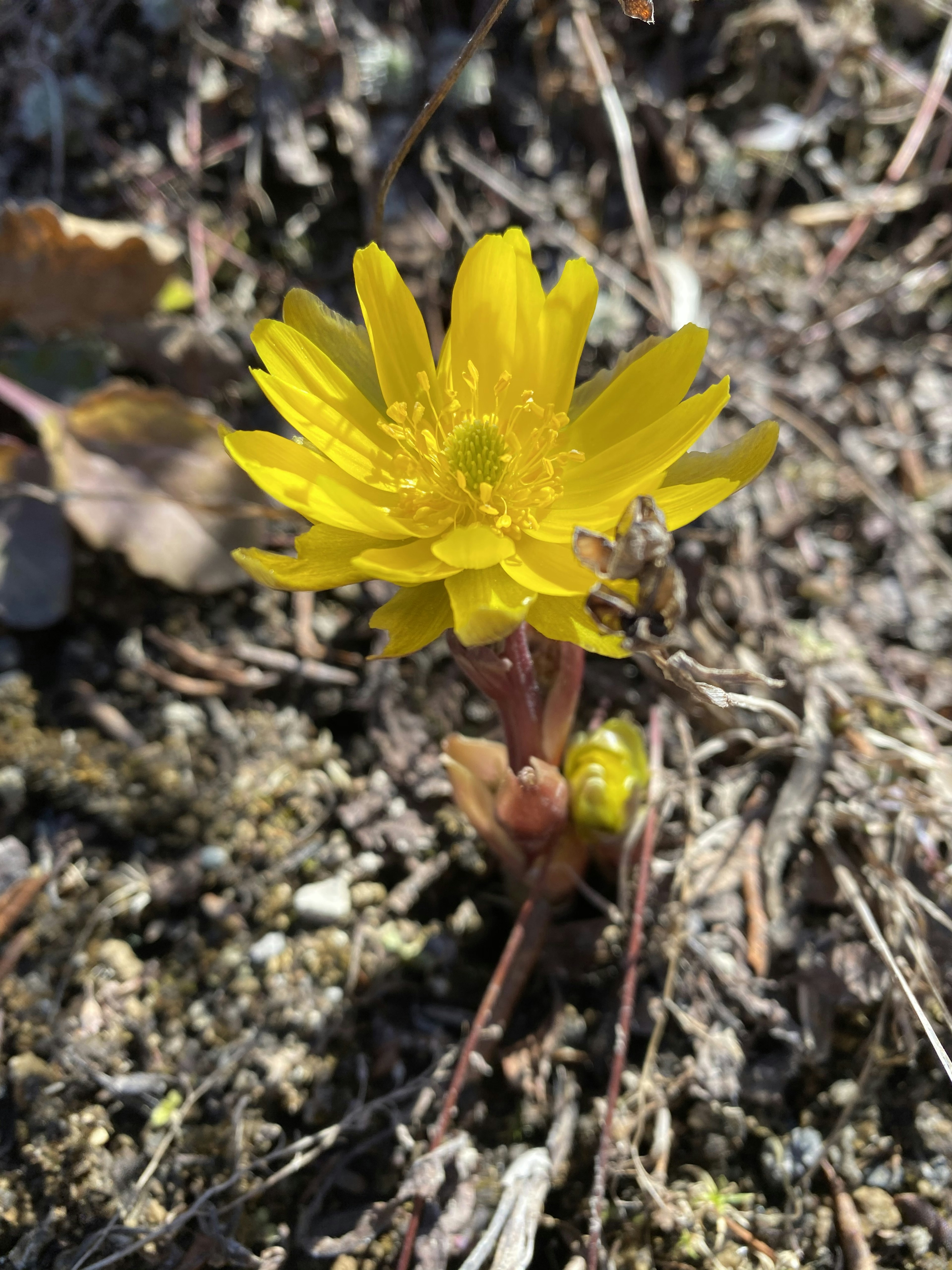 A bright yellow flower growing from the ground