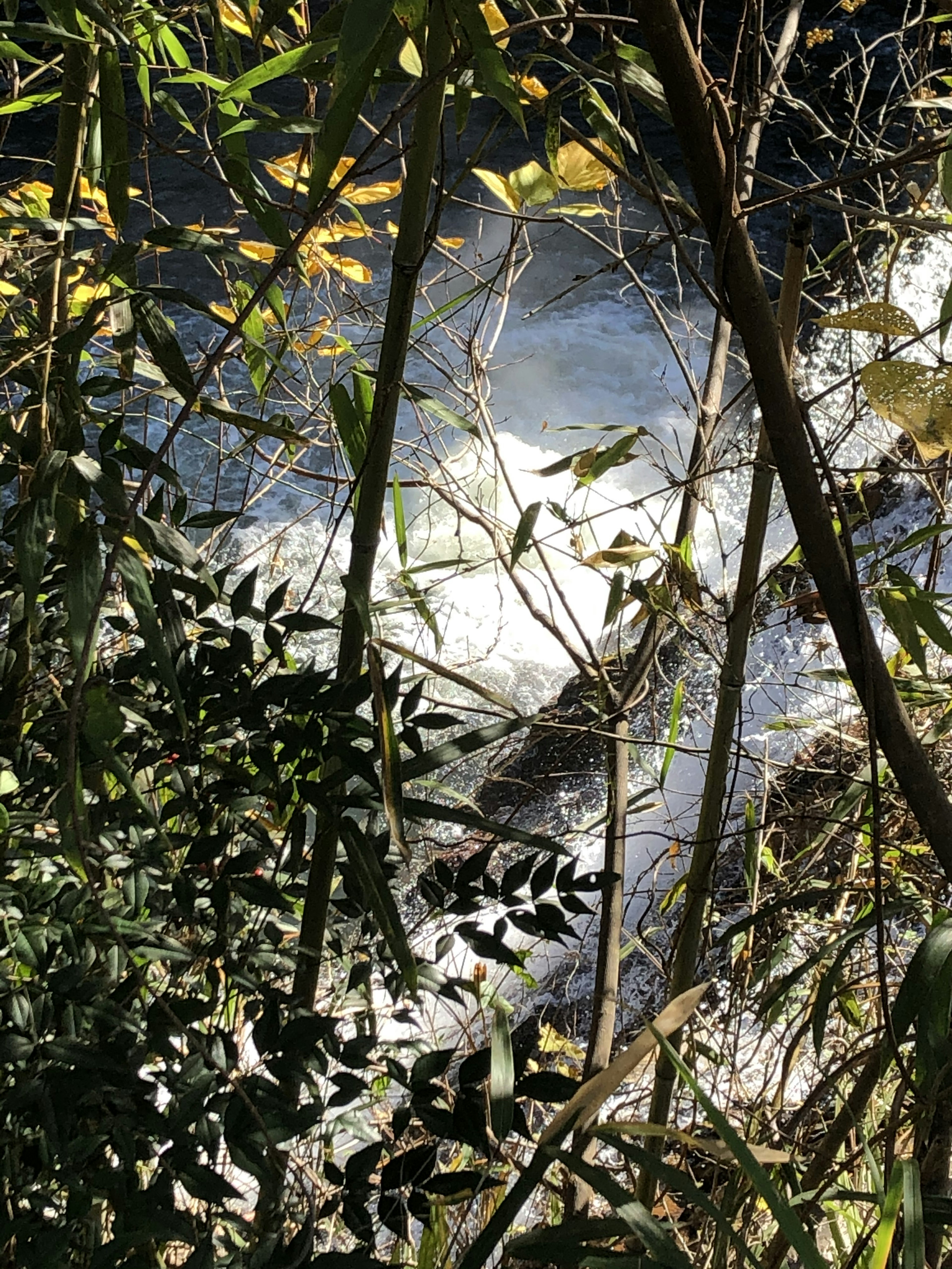 Un arroyo que fluye rodeado de bambú verde y hojas