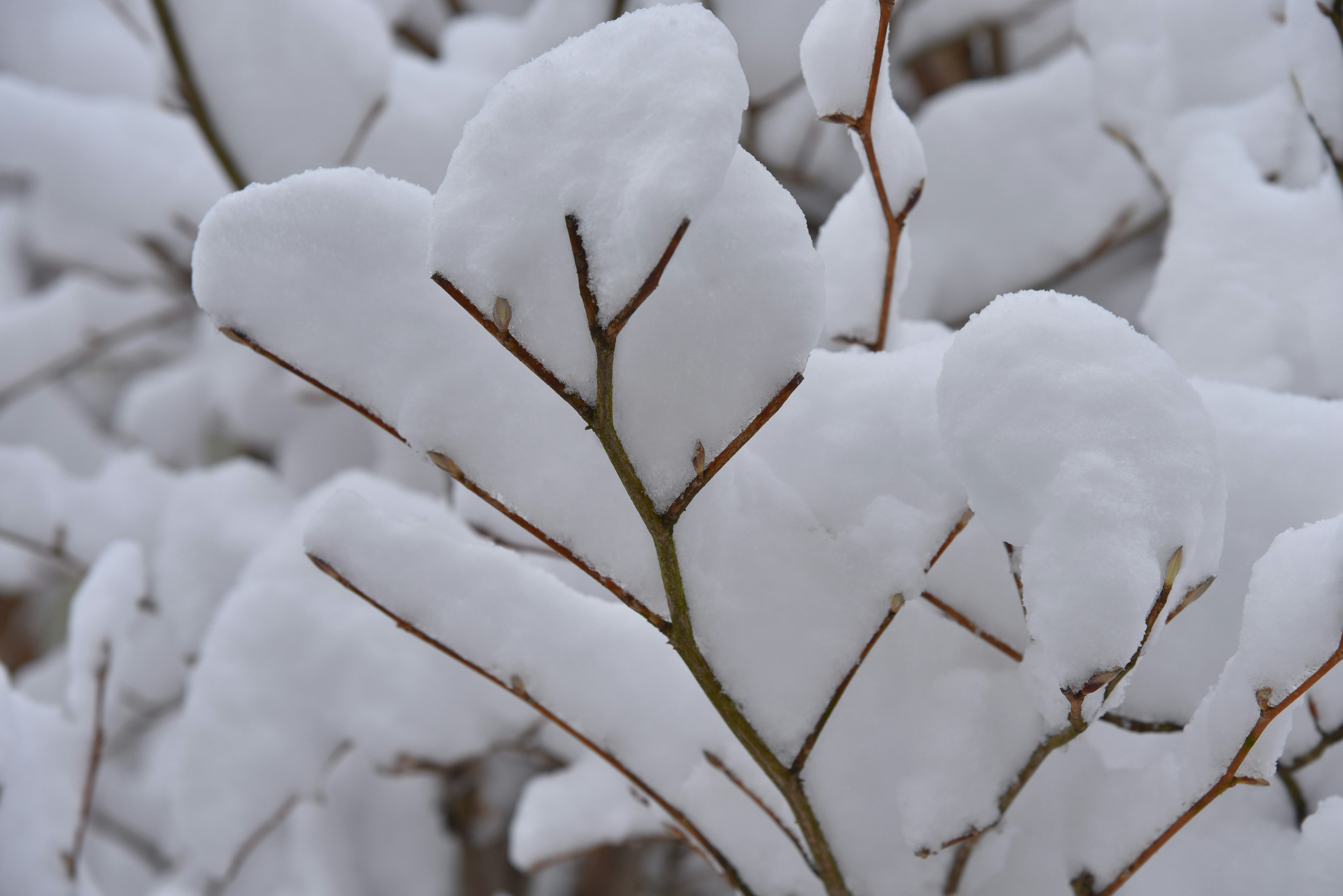 Nahaufnahme von Ästen und Blättern, die mit Schnee bedeckt sind