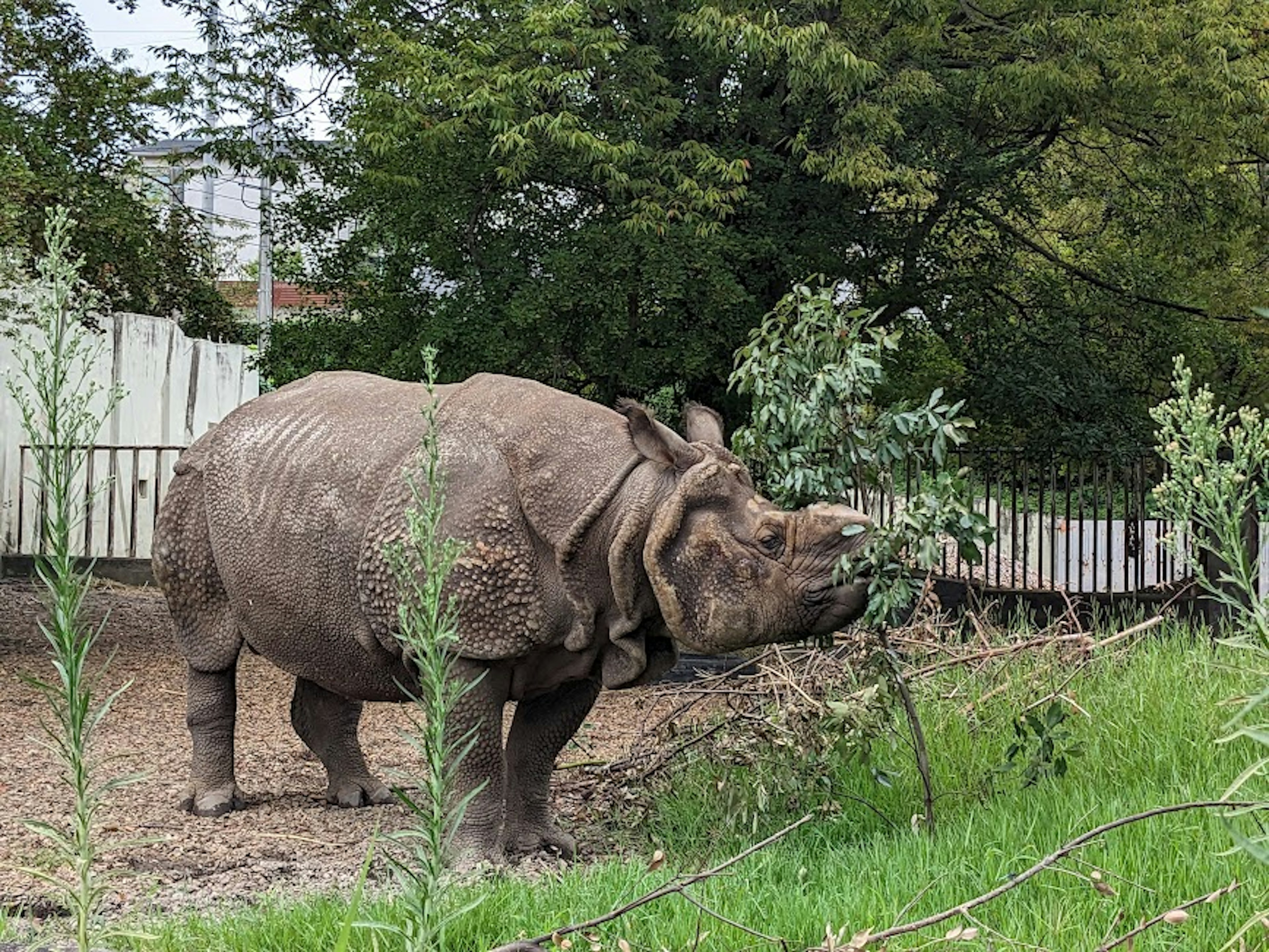 A rhinoceros grazing in a green environment with trees