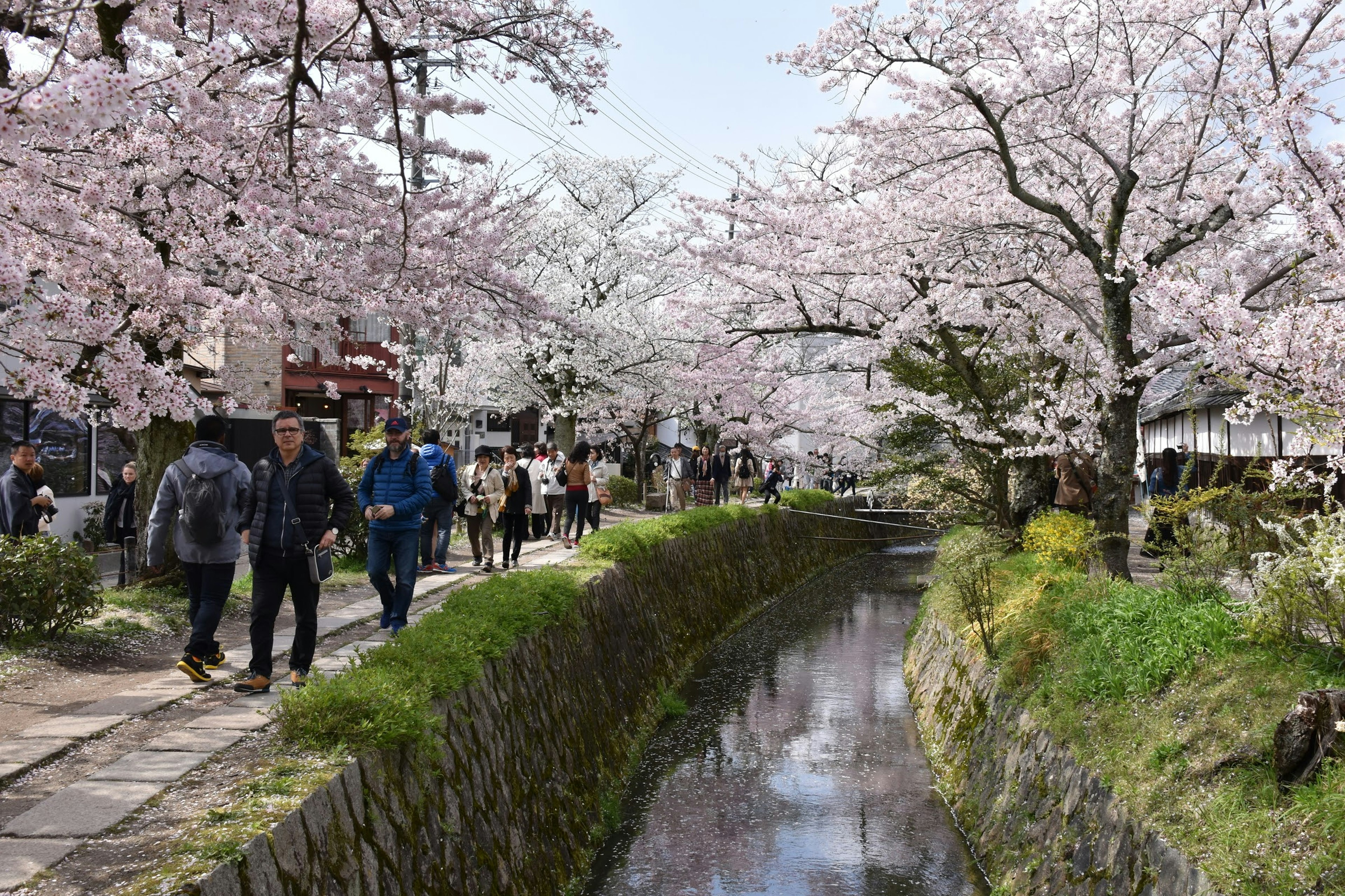 桜の木が並ぶ川沿いの道を歩く人々