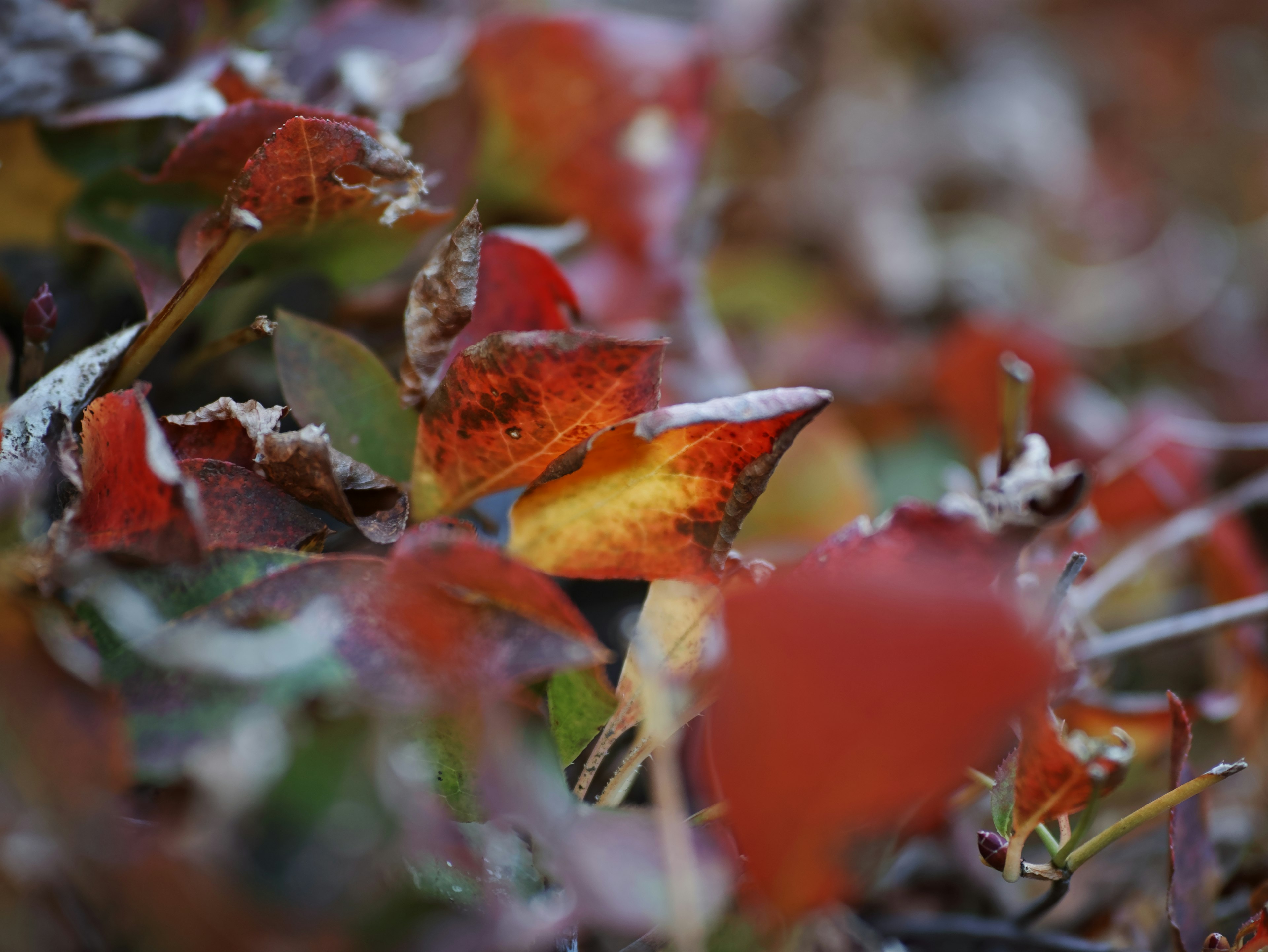 Gros plan sur des feuilles rouges vives d'une plante