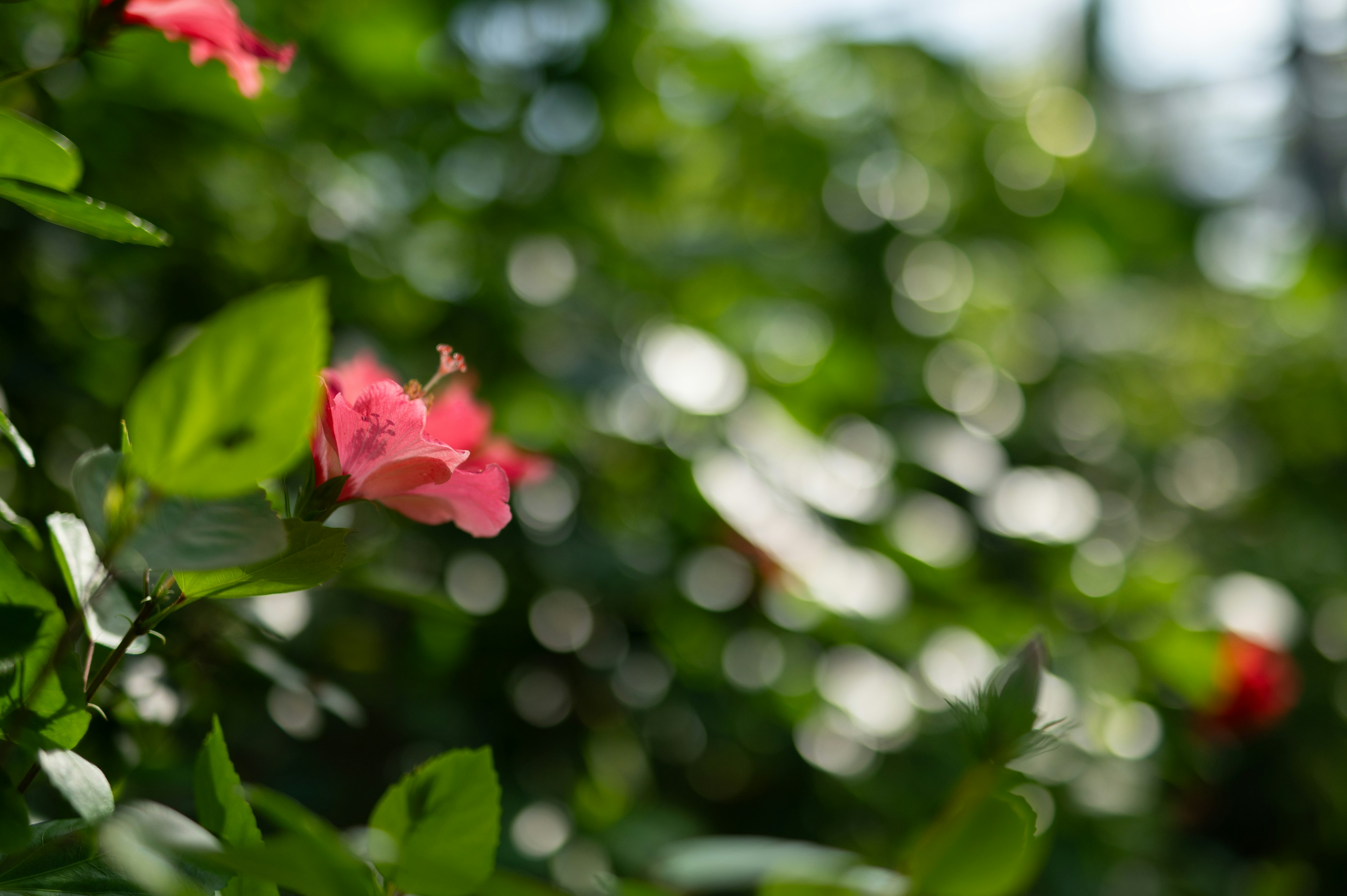 ภาพดอกไม้สีชมพูเบลออยู่ระหว่างใบสีเขียว