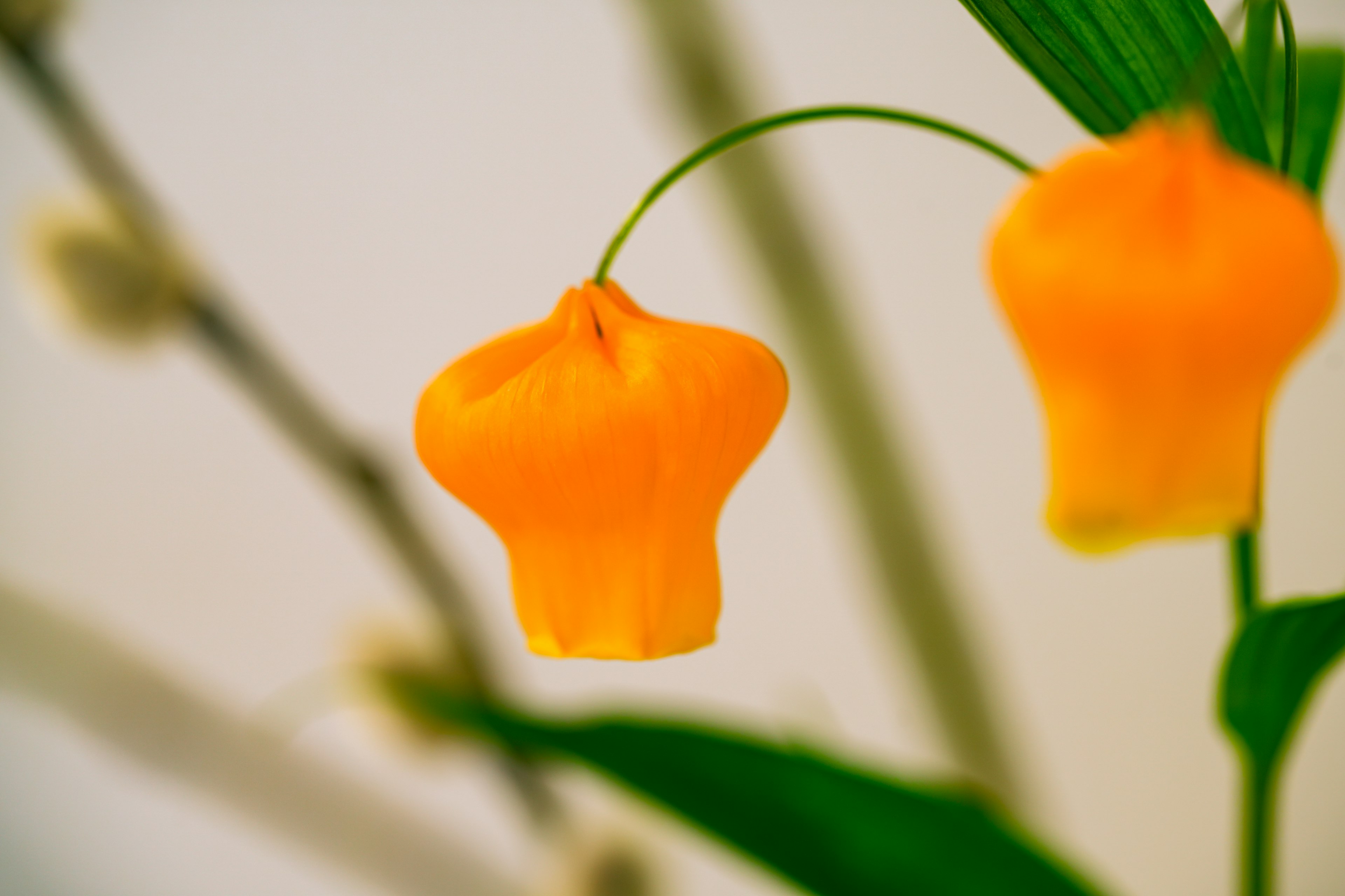 Fleur jaune suspendue entre des feuilles vertes