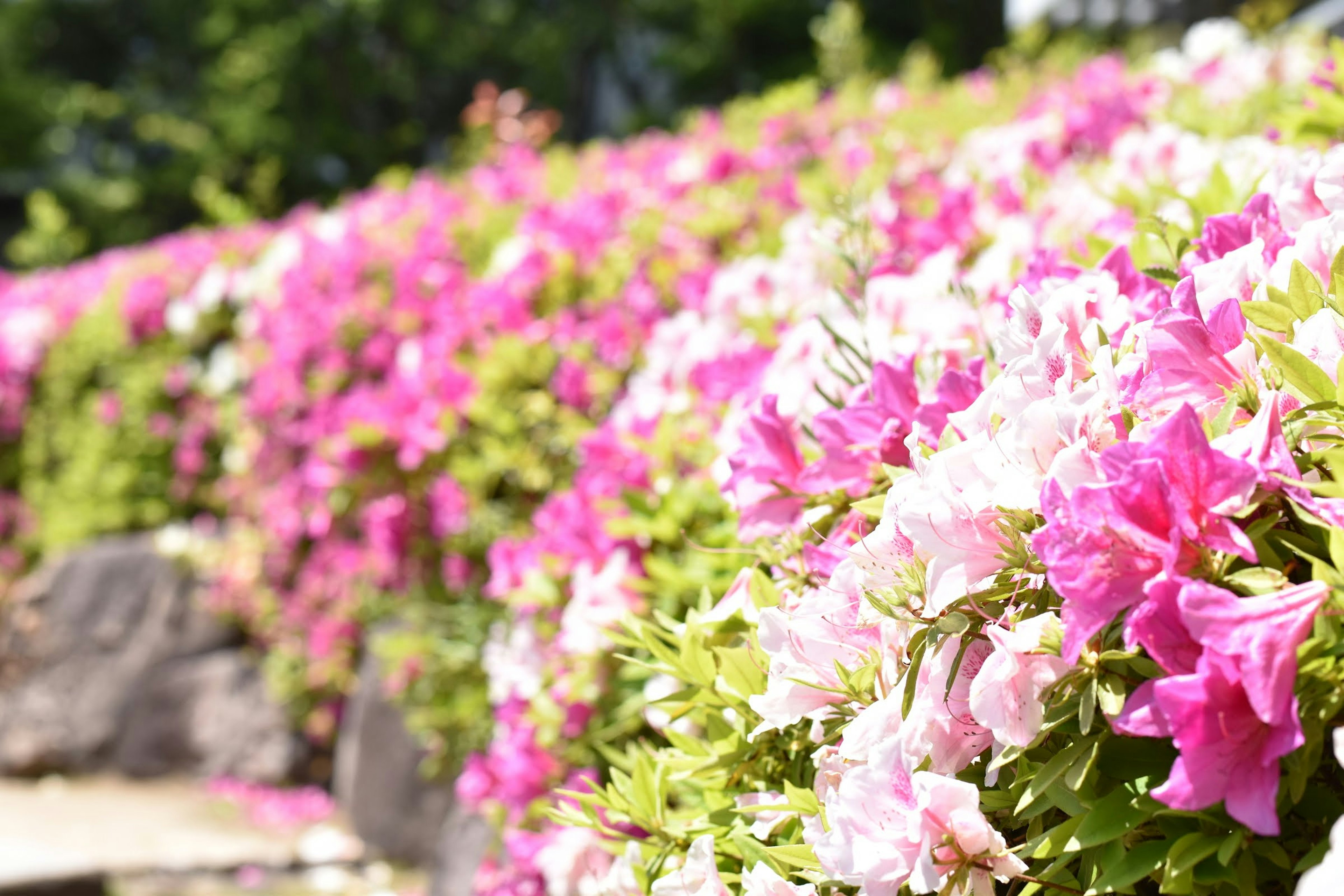 Vibrant azaleas blooming in a garden