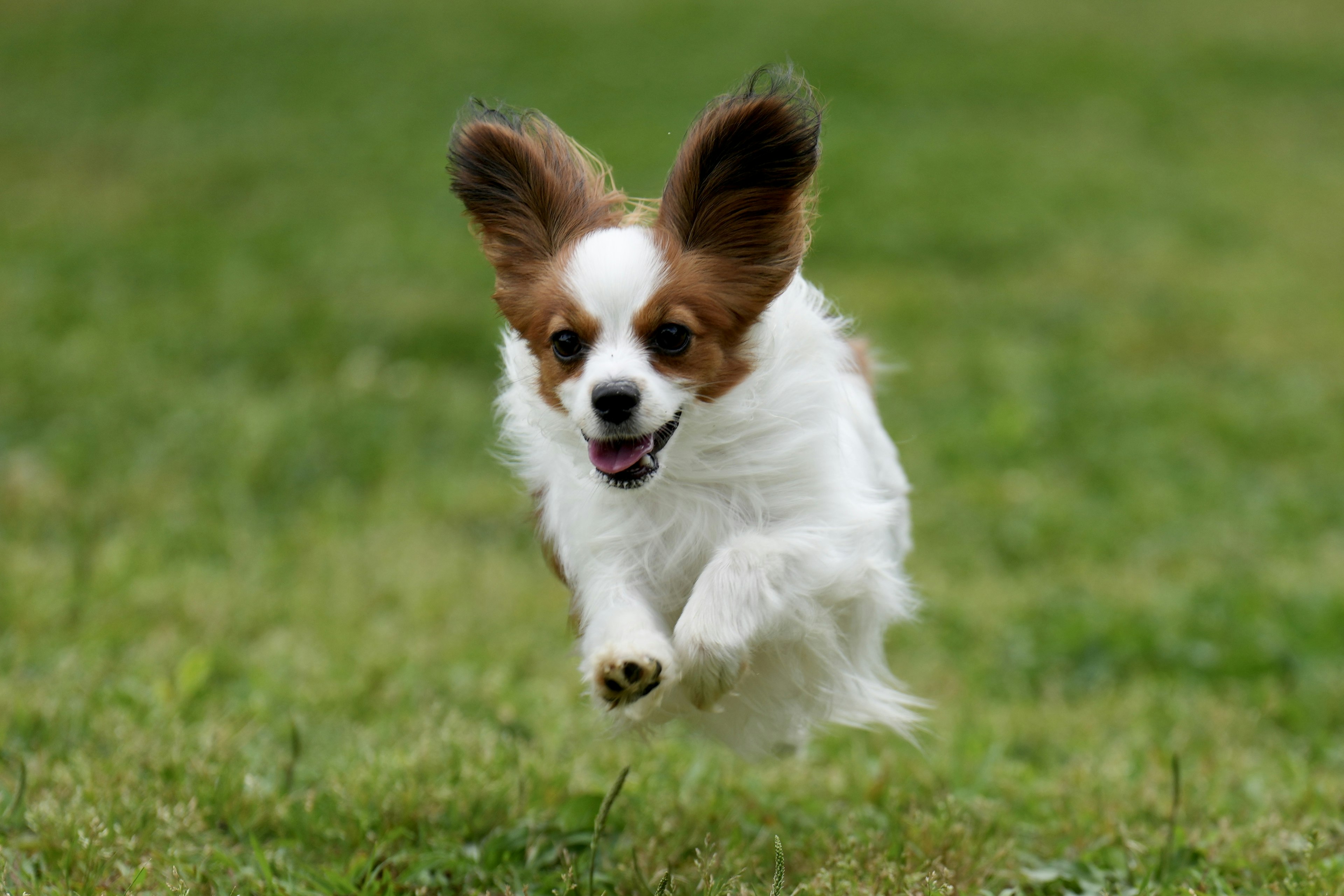 Seekor anjing Papillon yang berlari dengan ceria di atas rumput hijau