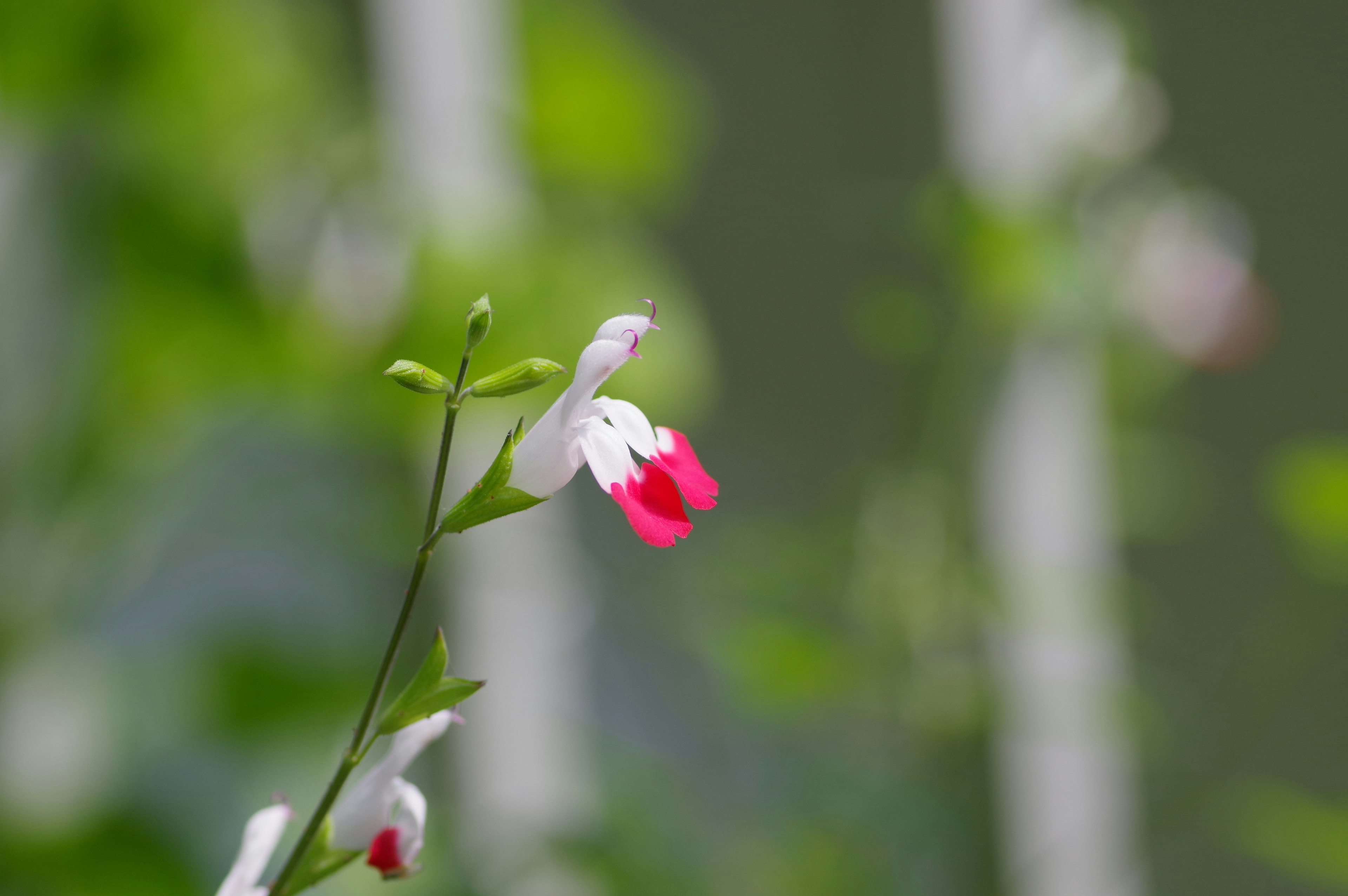 白と赤の花が緑の背景の中で咲いている