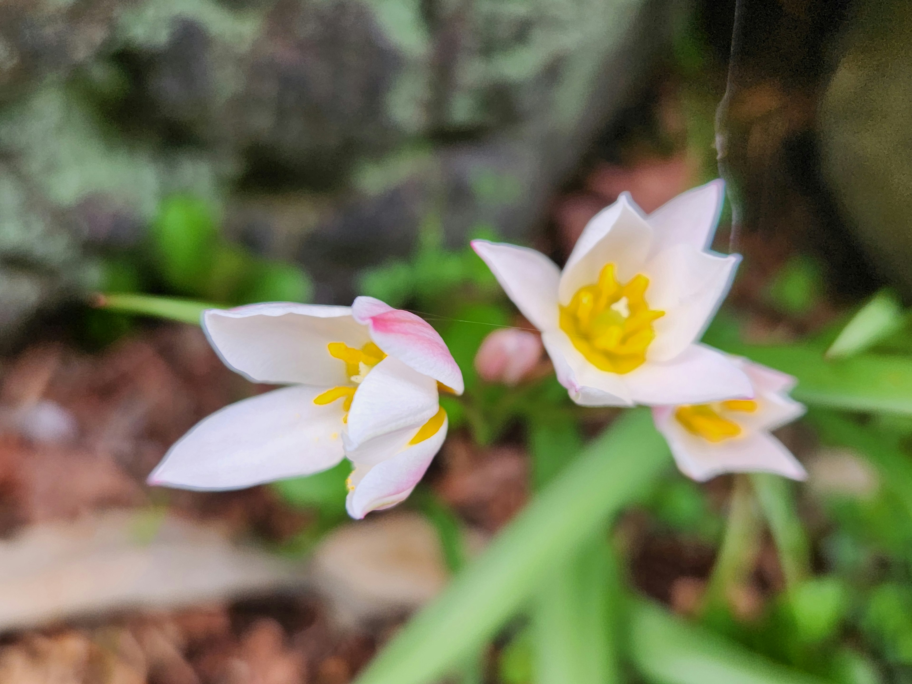 Delicate white flowers with yellow centers blooming among green leaves