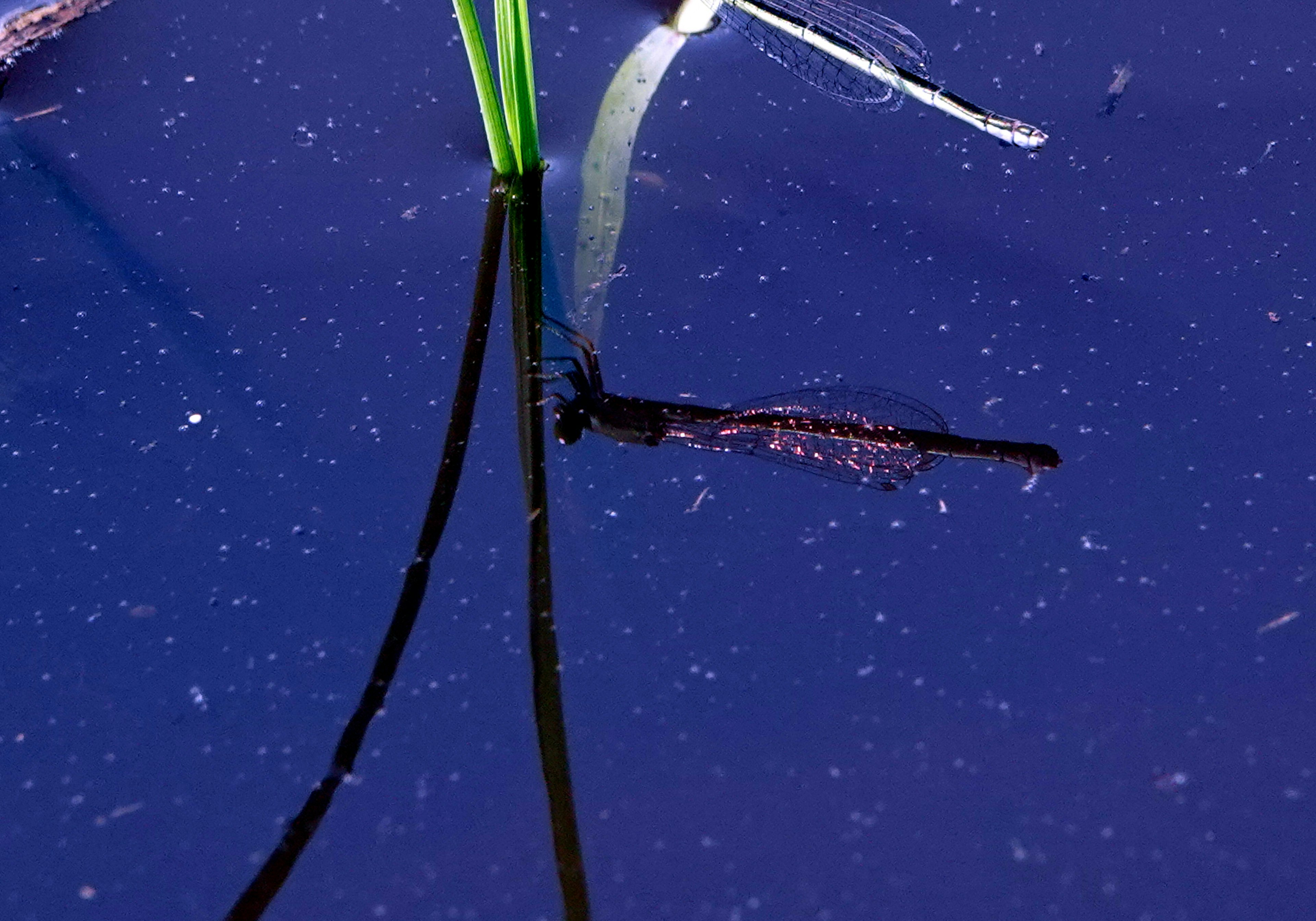 Reflet de l'herbe et des plantes aquatiques à la surface de l'eau