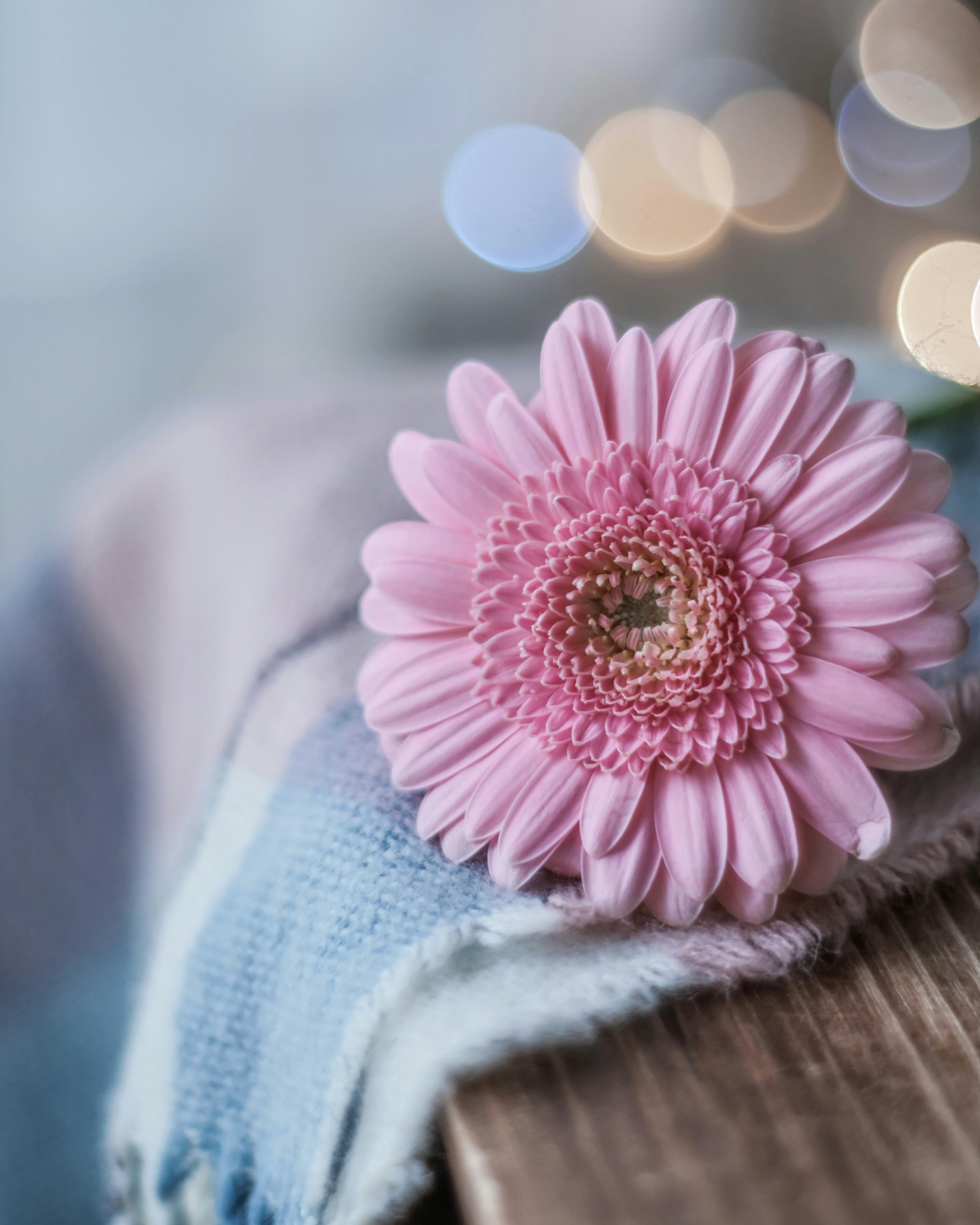 Sebuah bunga gerbera merah muda yang terletak di atas kain lembut