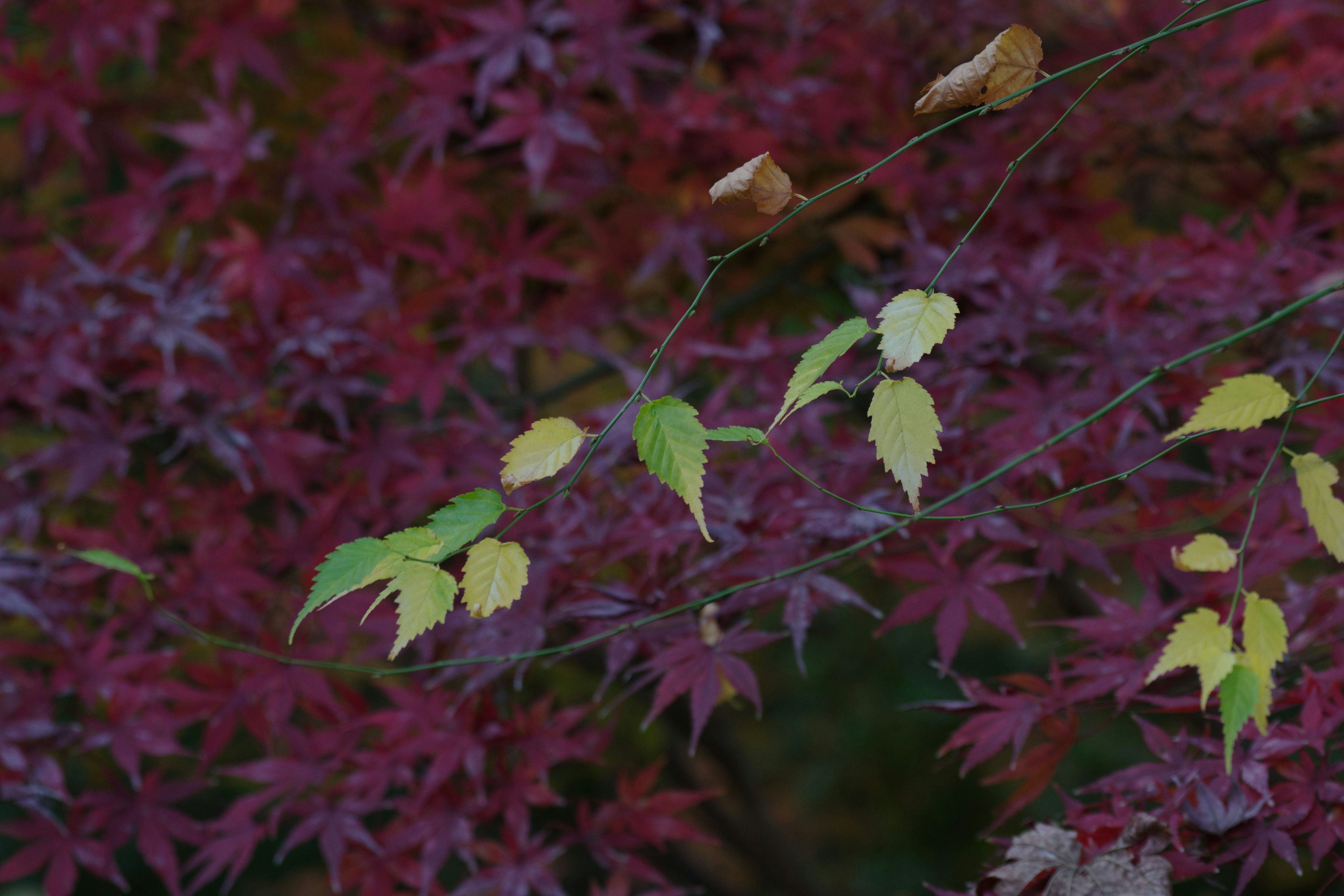 赤紫の葉の背景に緑と黄色の葉がある枝