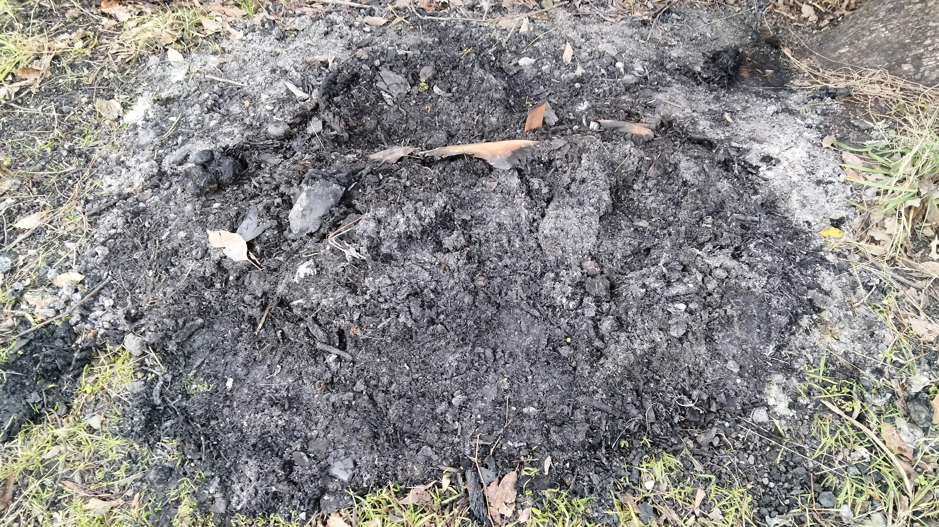 Macchia circolare di terra bruciata con erba circostante