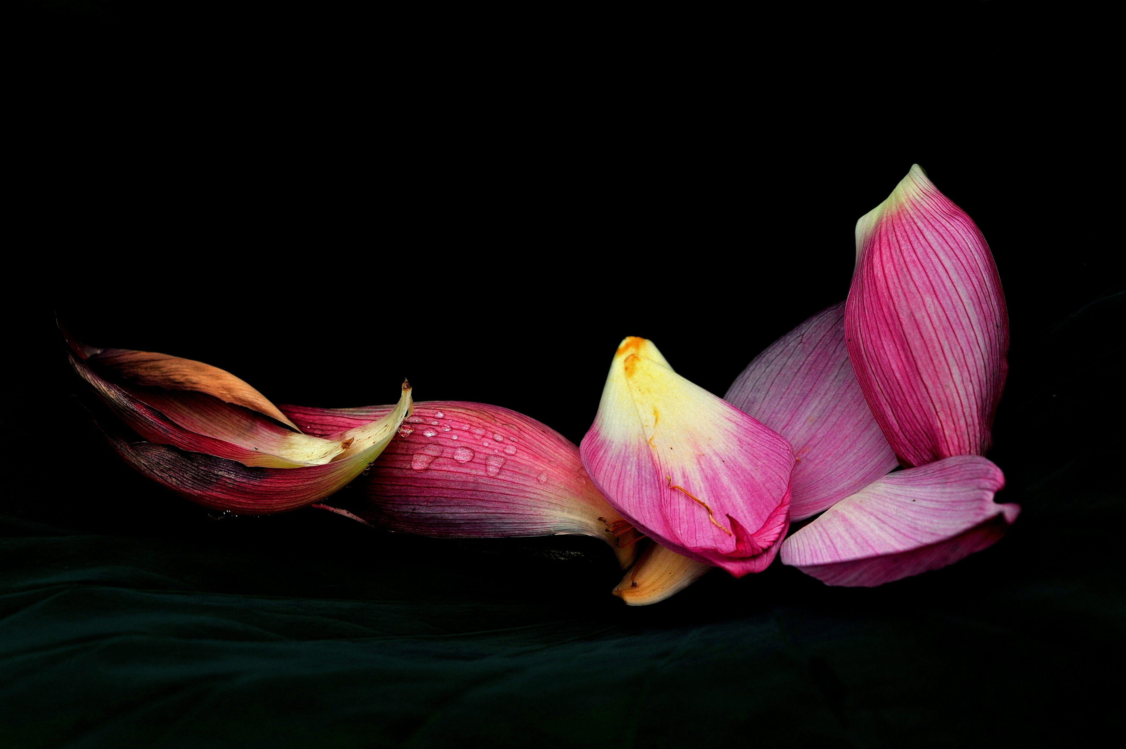 Beautiful lotus petals floating against a black background