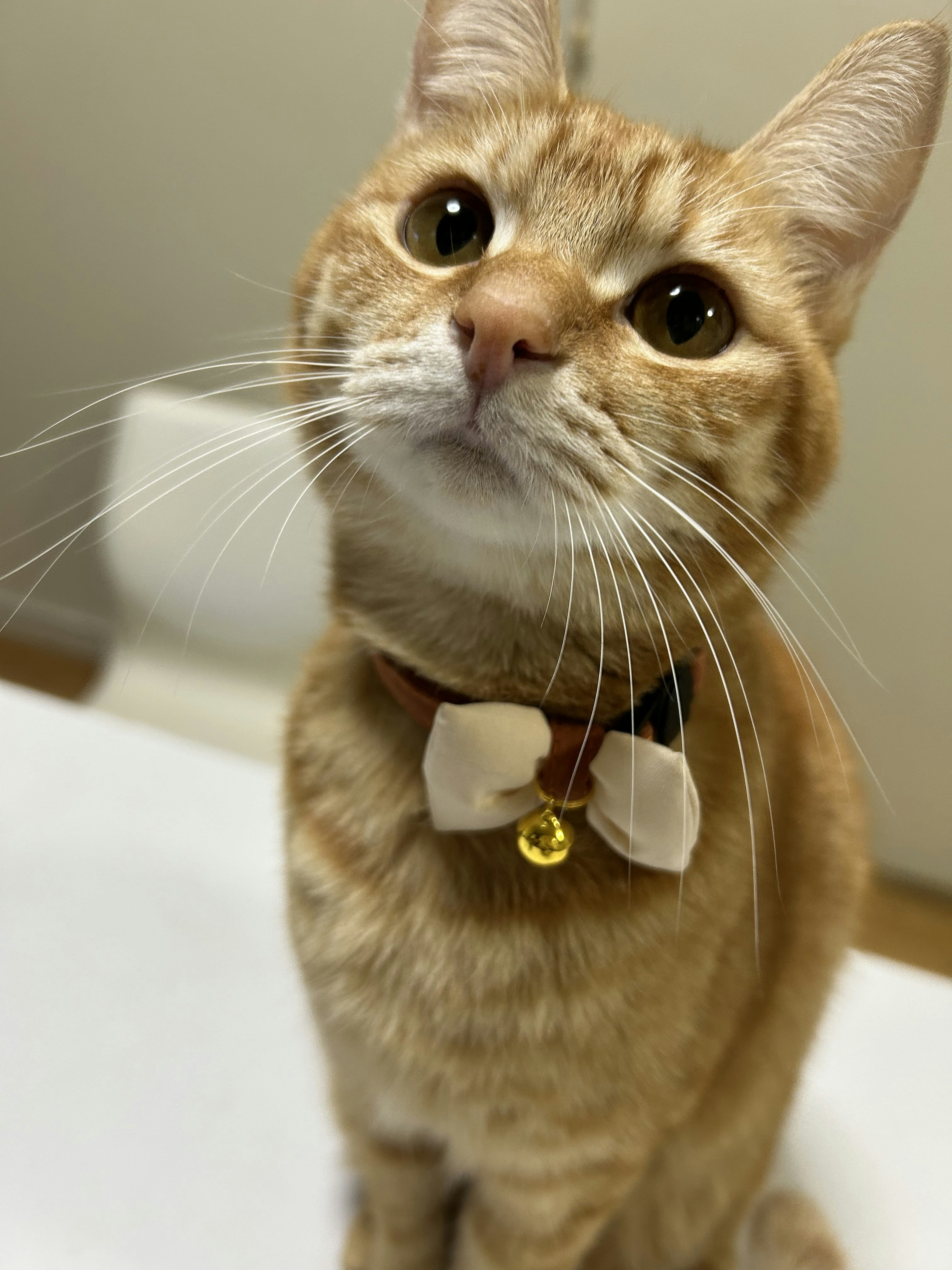 Orange cat wearing a bow tie collar