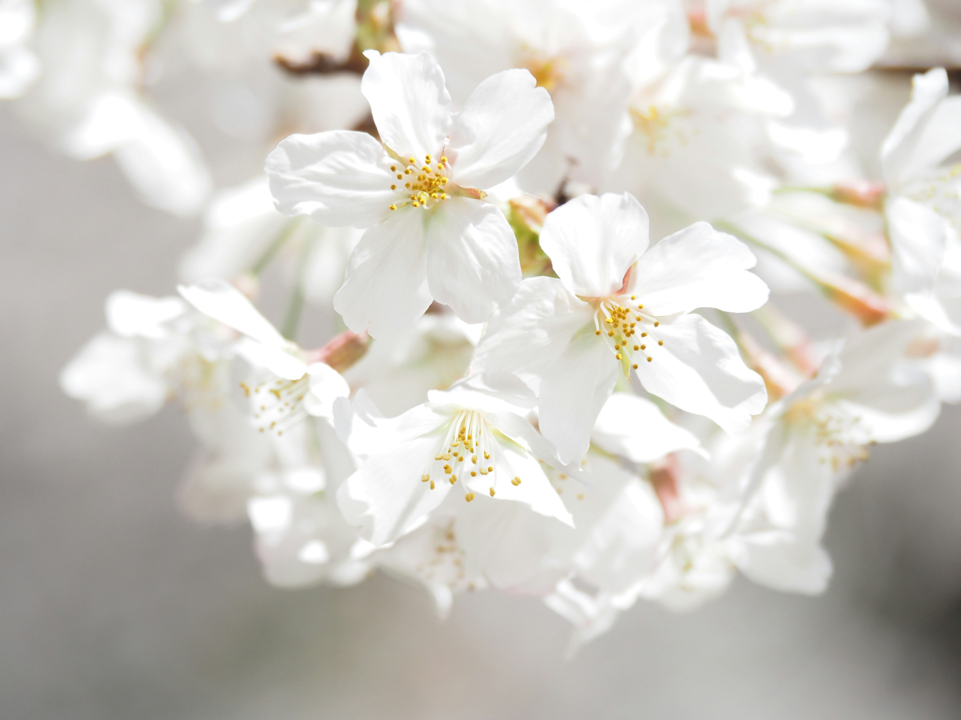 白い桜の花が咲いている様子のクローズアップ