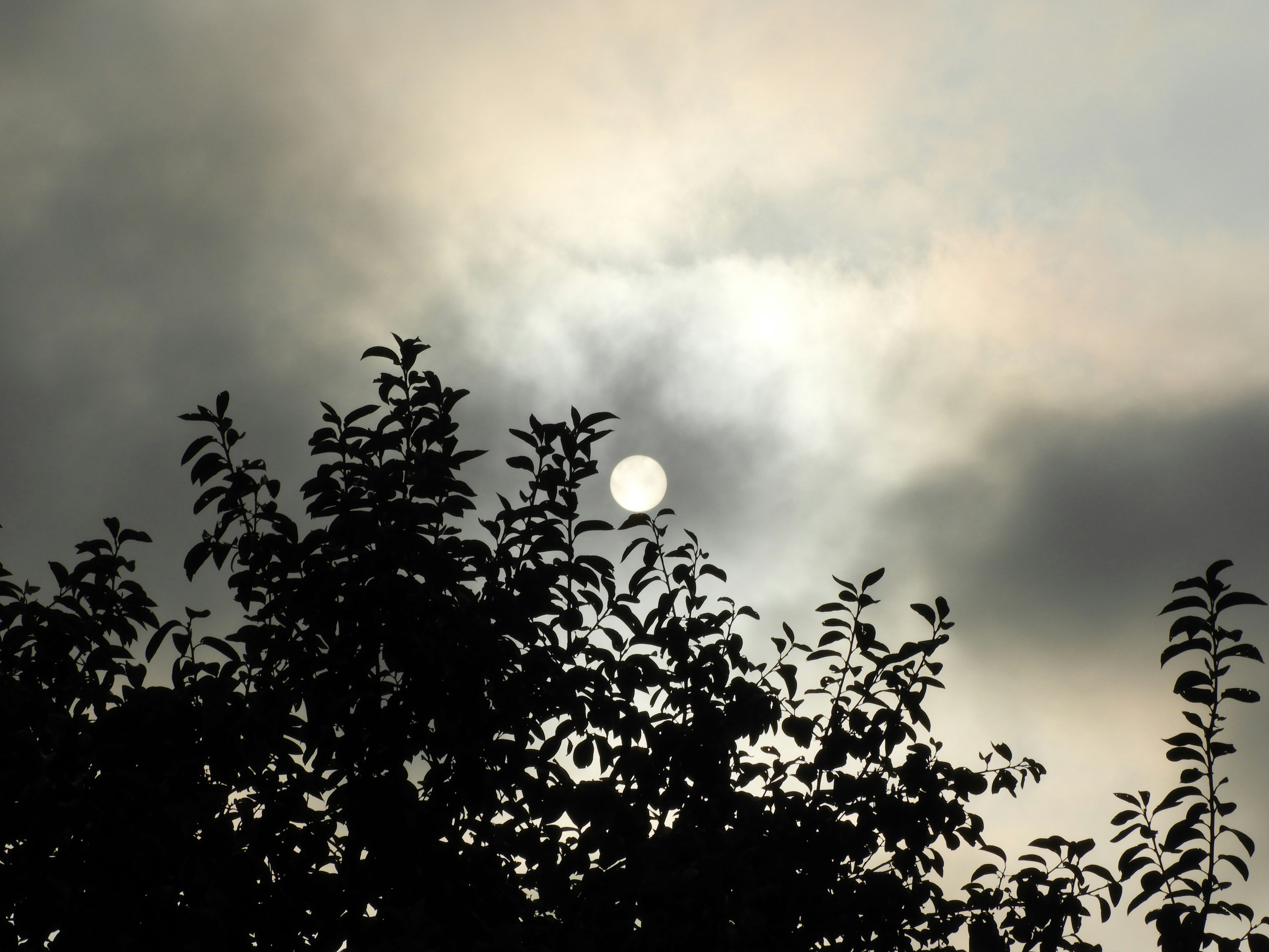 Soleil émergeant d'un ciel nuageux avec des arbres en silhouette