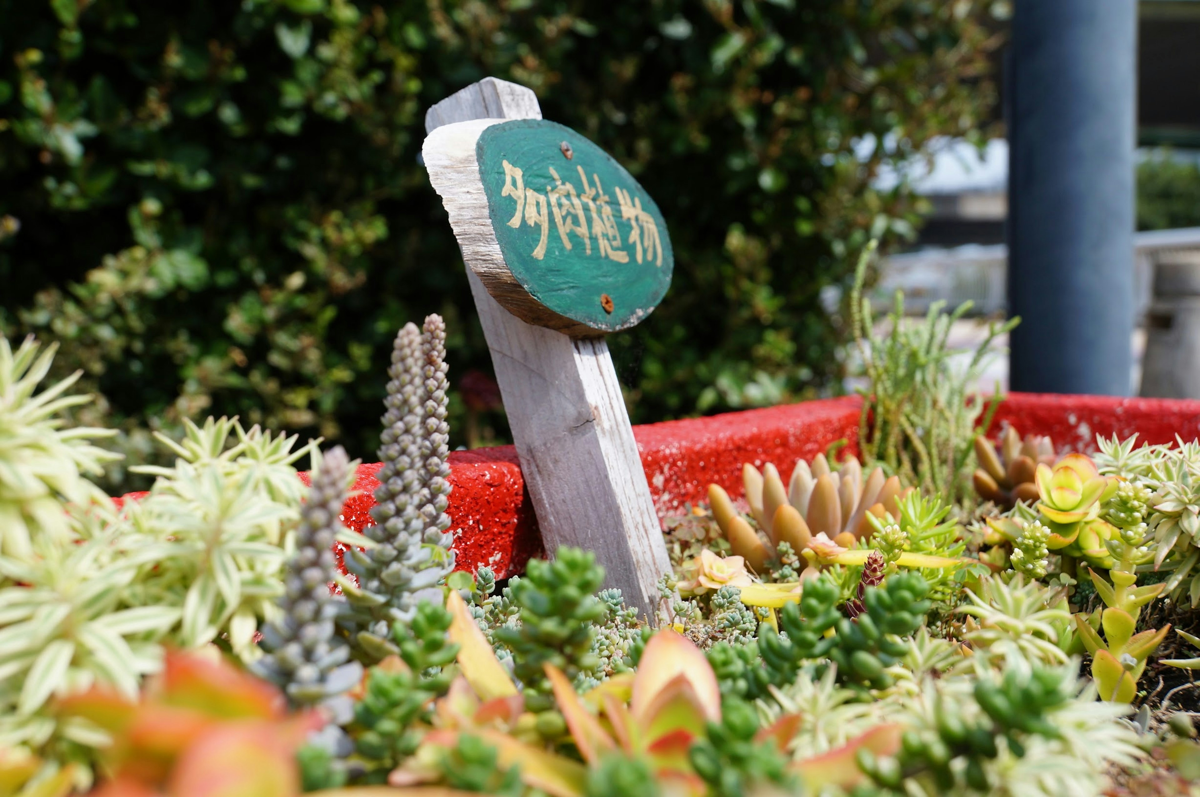 Papan hijau di pot tanaman sukulen