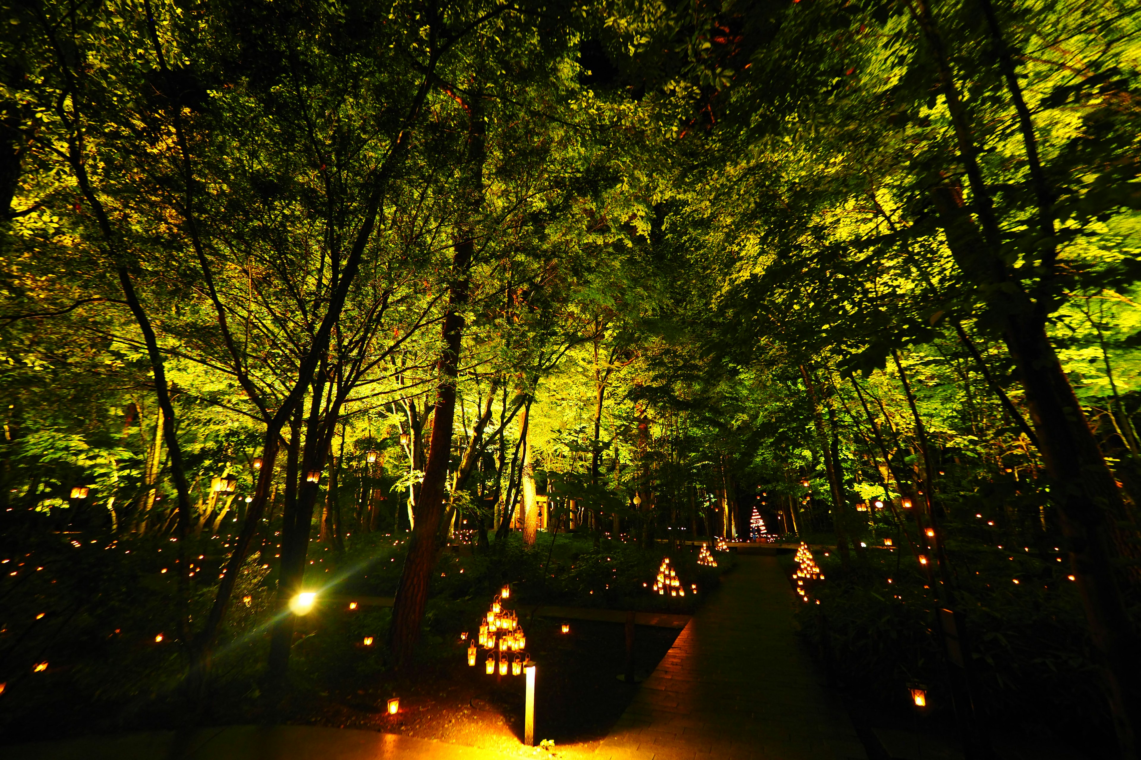 Night forest illuminated by numerous candles among green trees