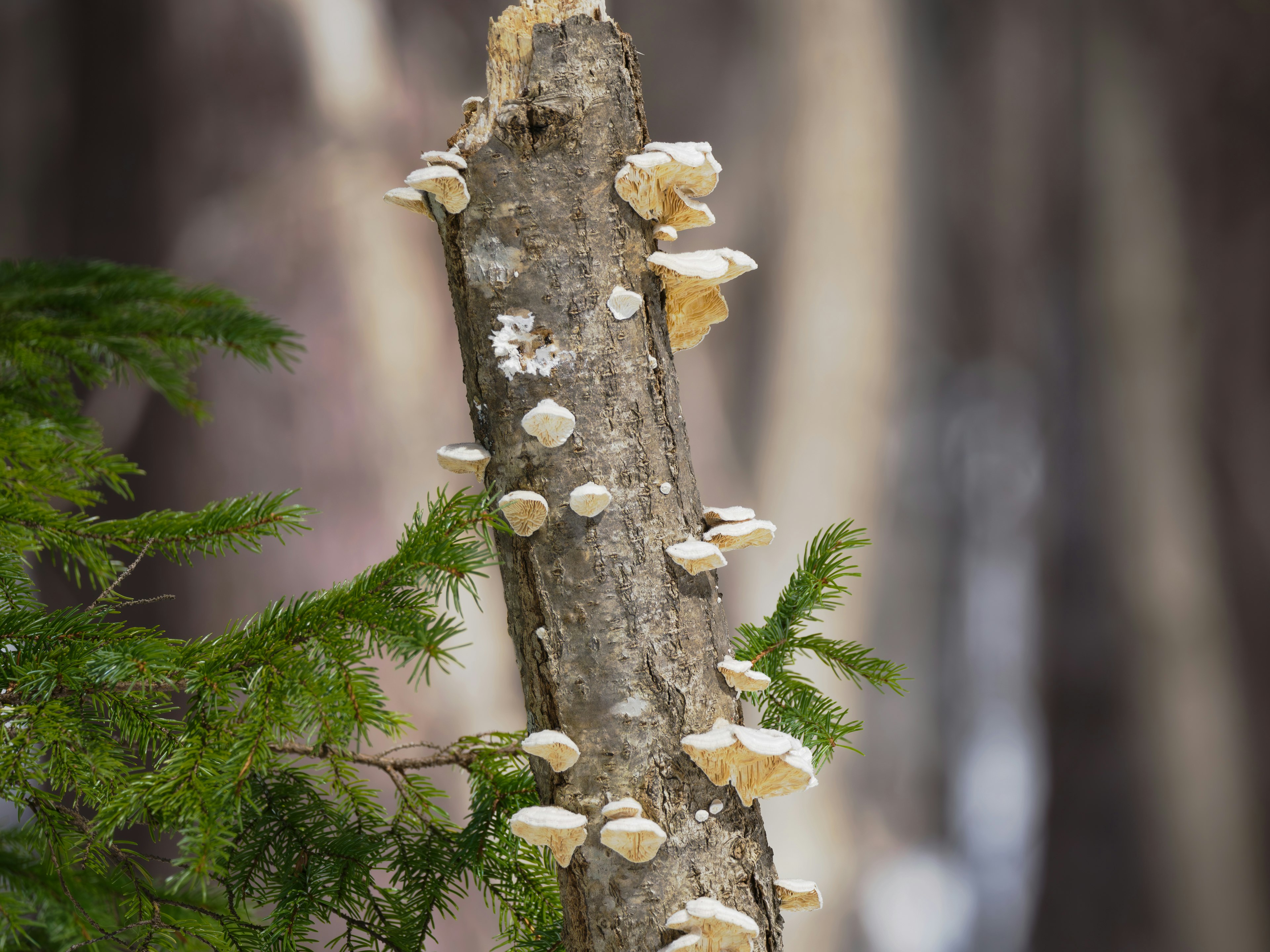 White mushrooms growing on a tree trunk with green leaves