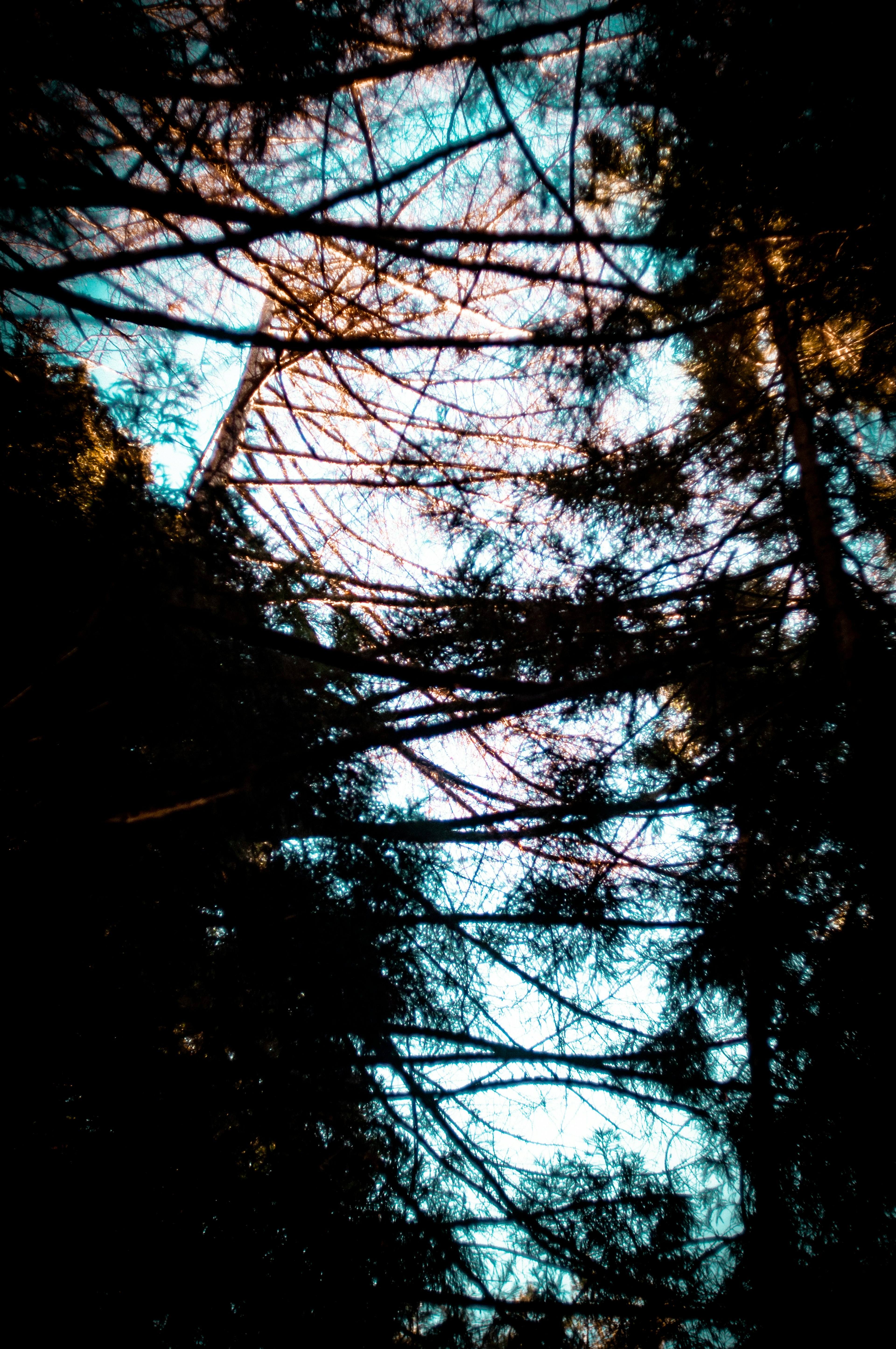 View of the sky through trees from below