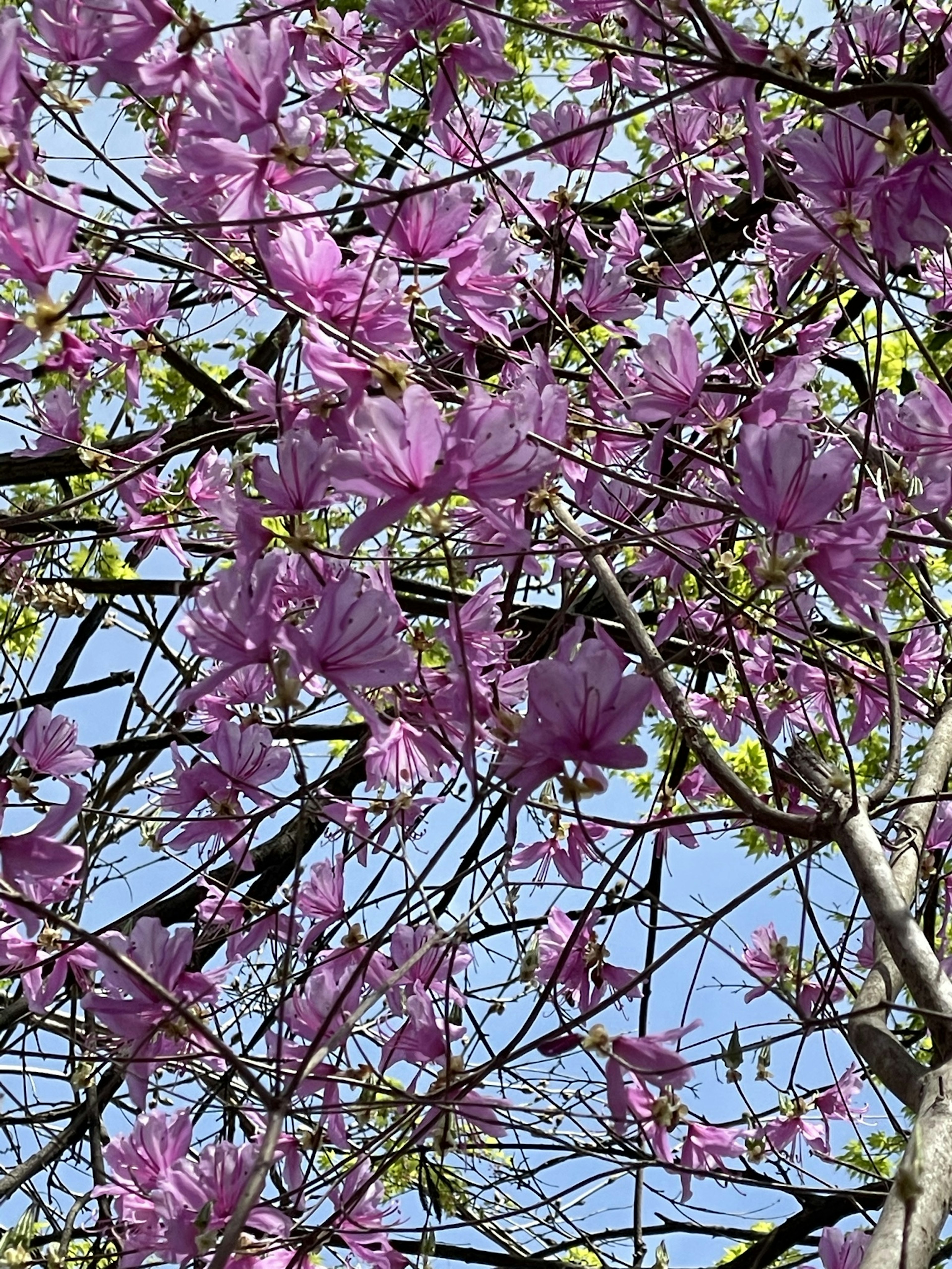 Branches with pink flowers and fresh green leaves against a blue sky