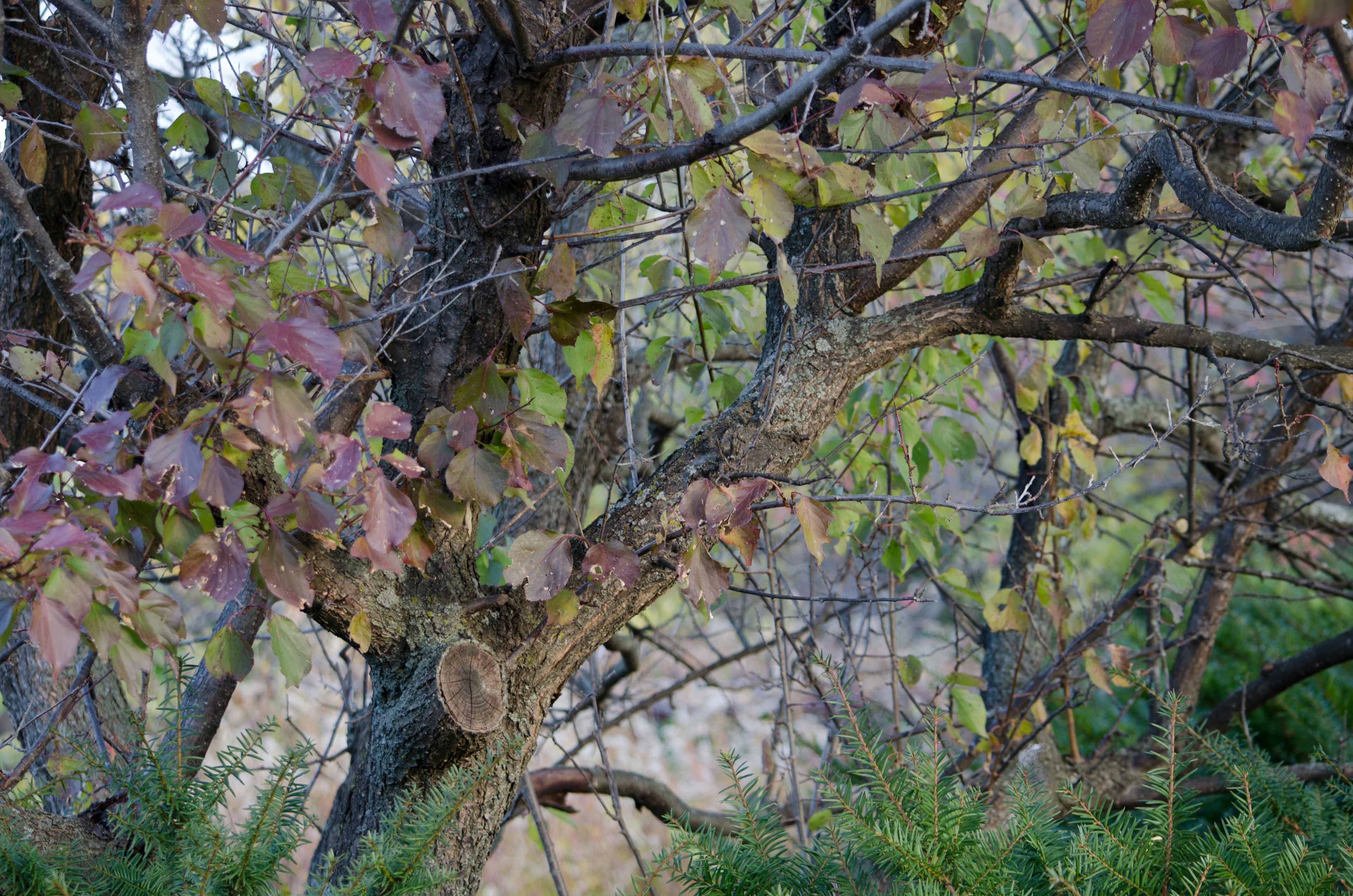 Branches d'un arbre denses avec des feuilles colorées de différentes teintes