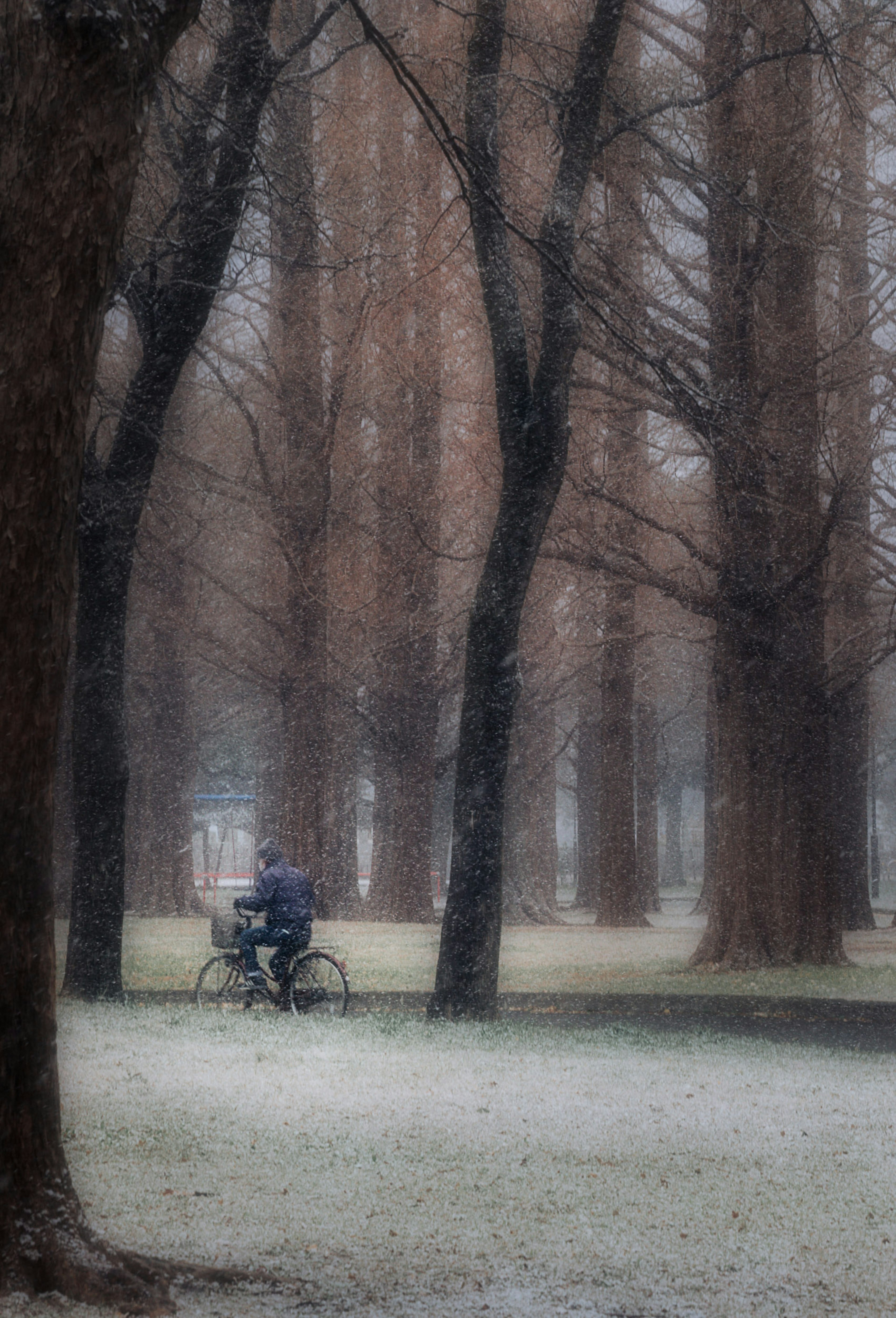 Une personne à vélo dans un parc entouré d'arbres grands dans le brouillard