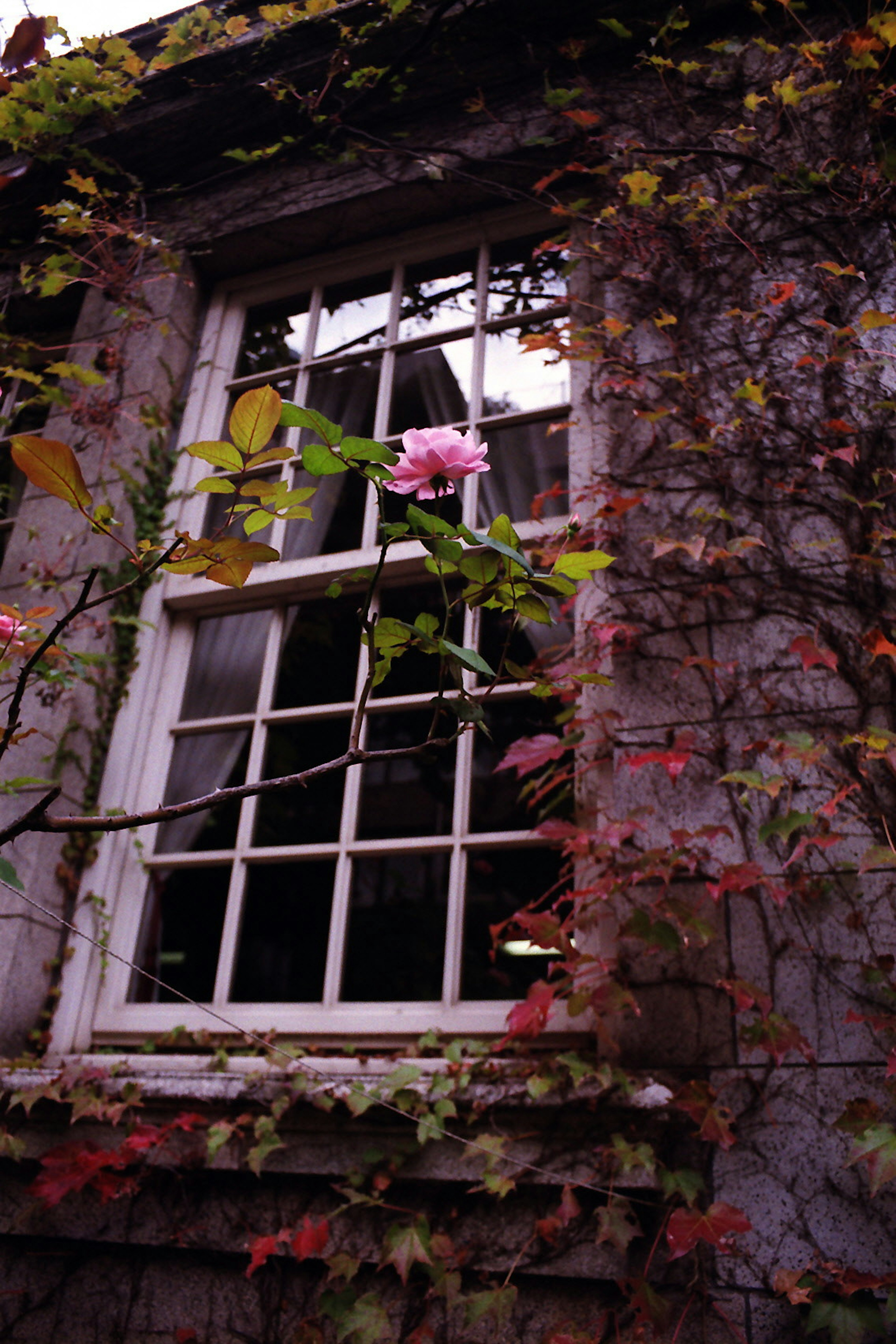 Old house window surrounded by ivy and pink flower