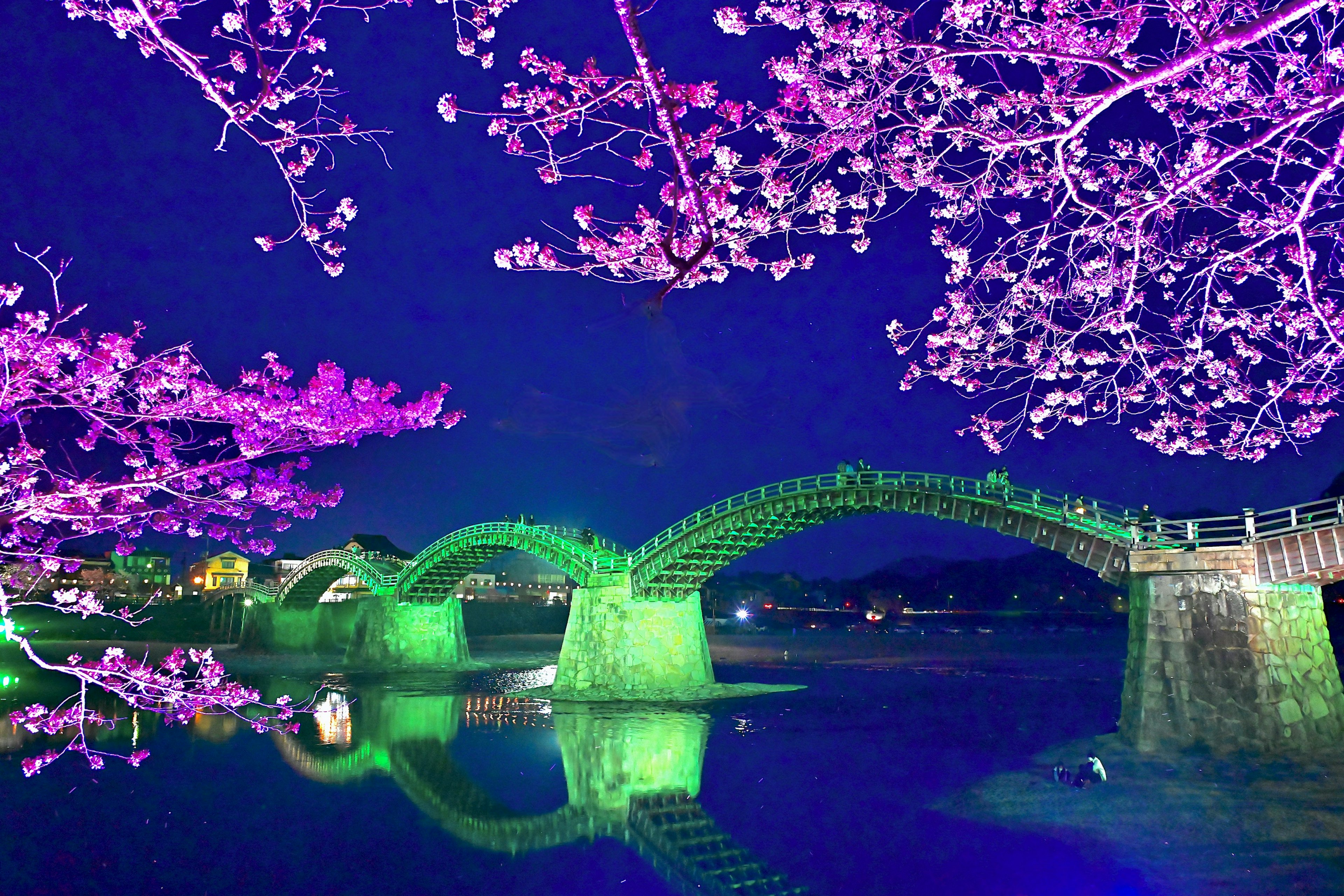 夜空に映える緑の橋と桜の花