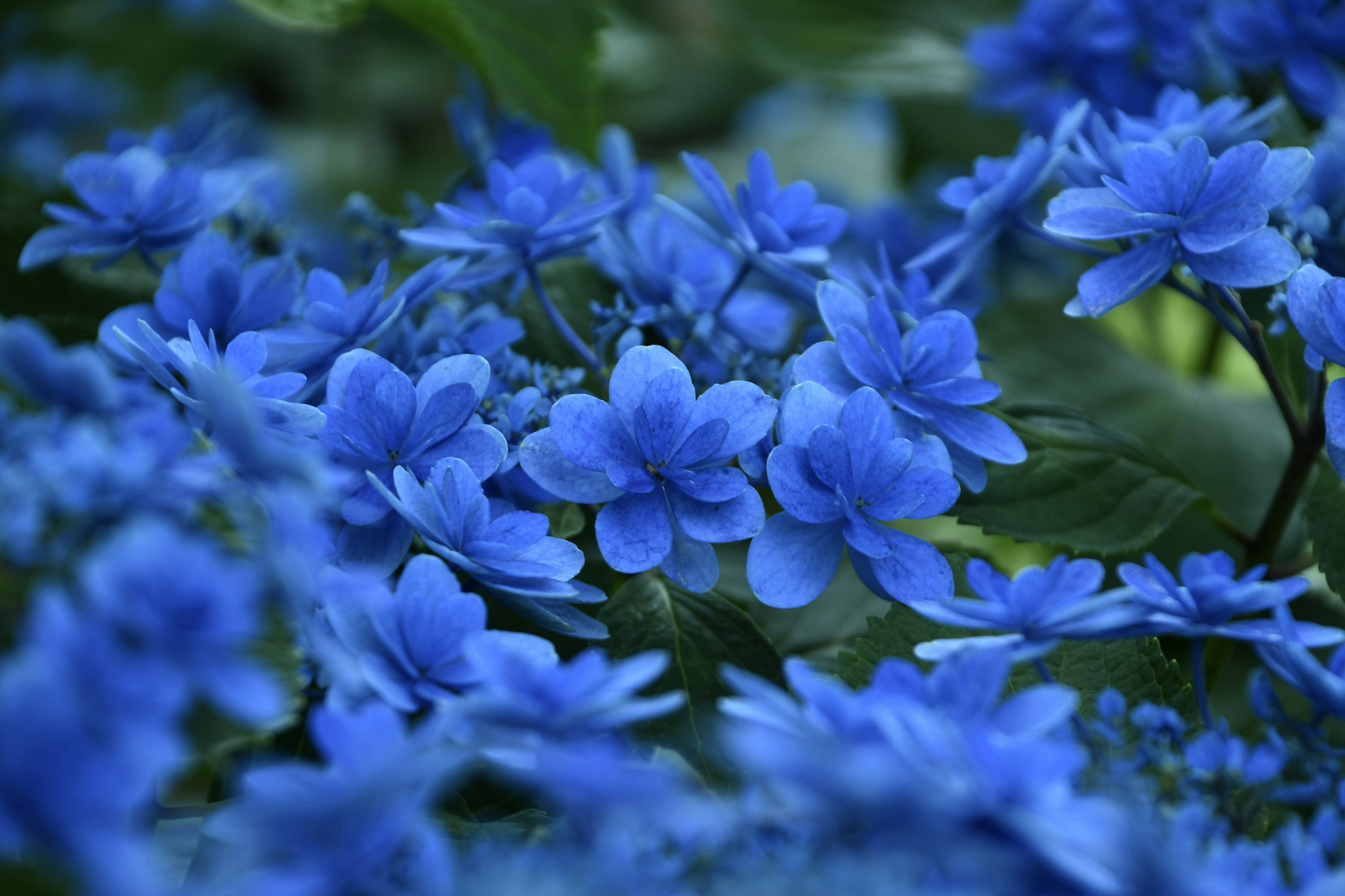 Eine schöne Szene mit leuchtend blauen Blumen in voller Blüte