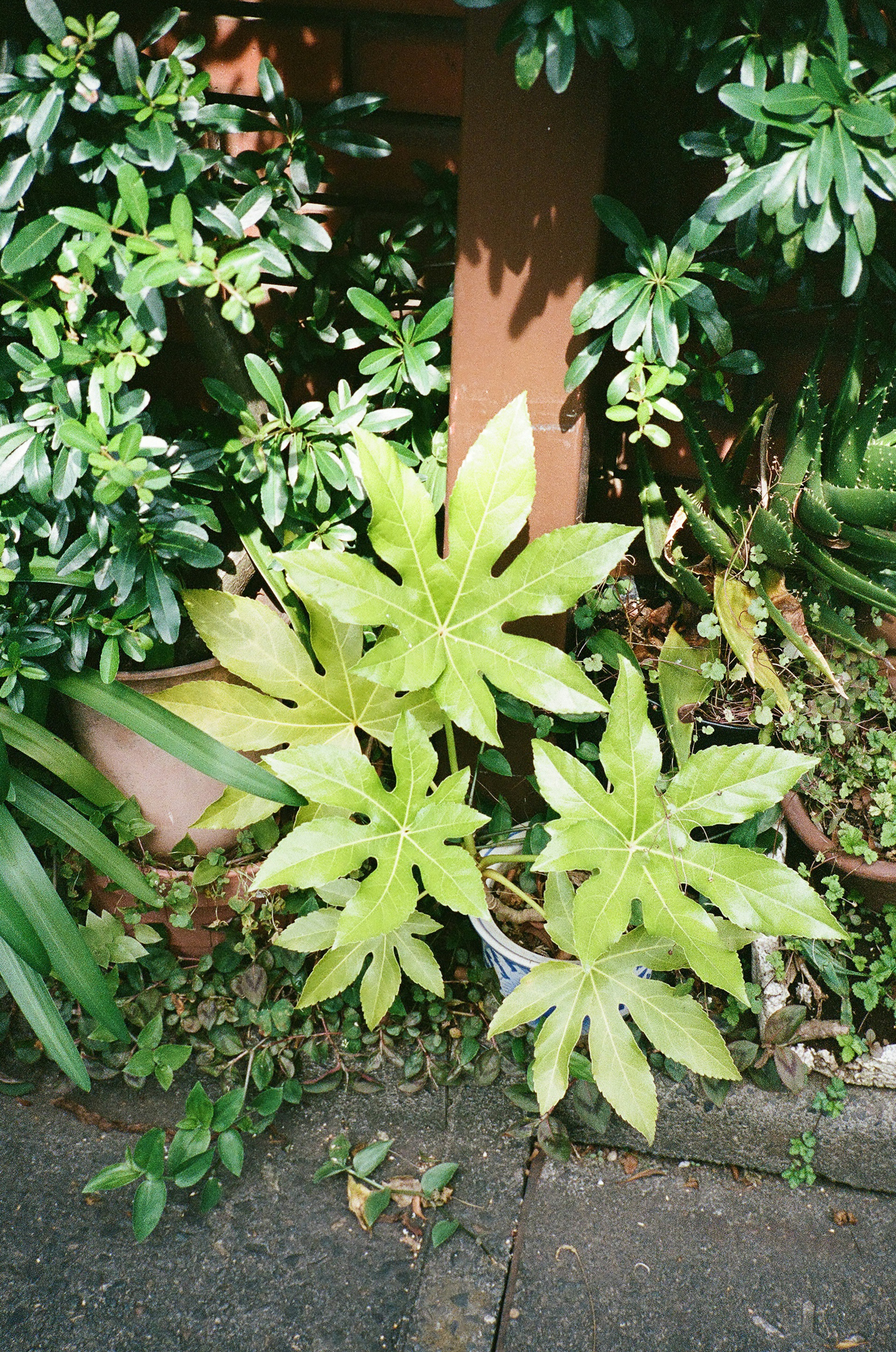 緑豊かな植物と明るい葉を持つ多様な植物が特徴の庭の一部