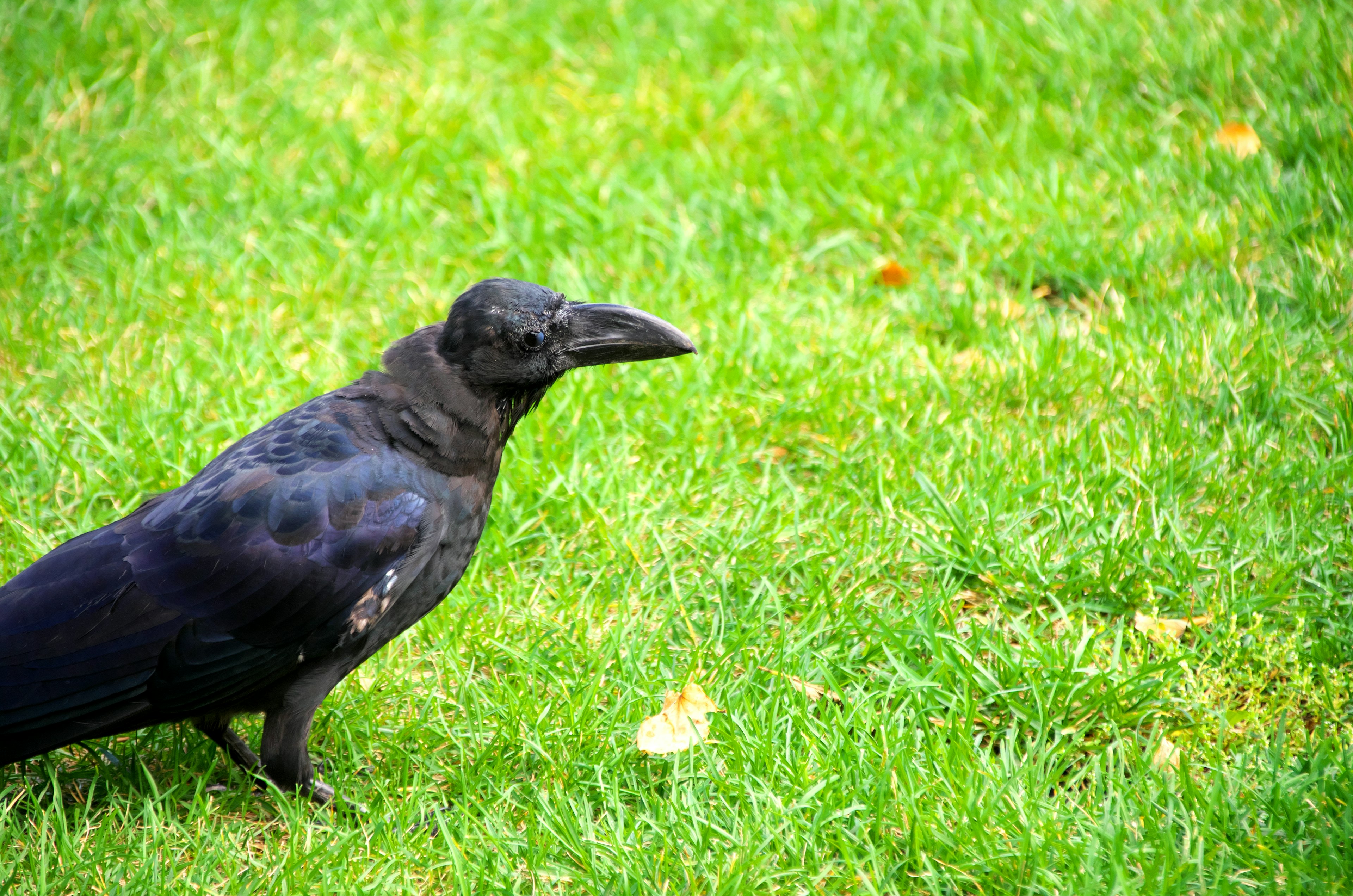 Un corbeau noir sur l'herbe verte