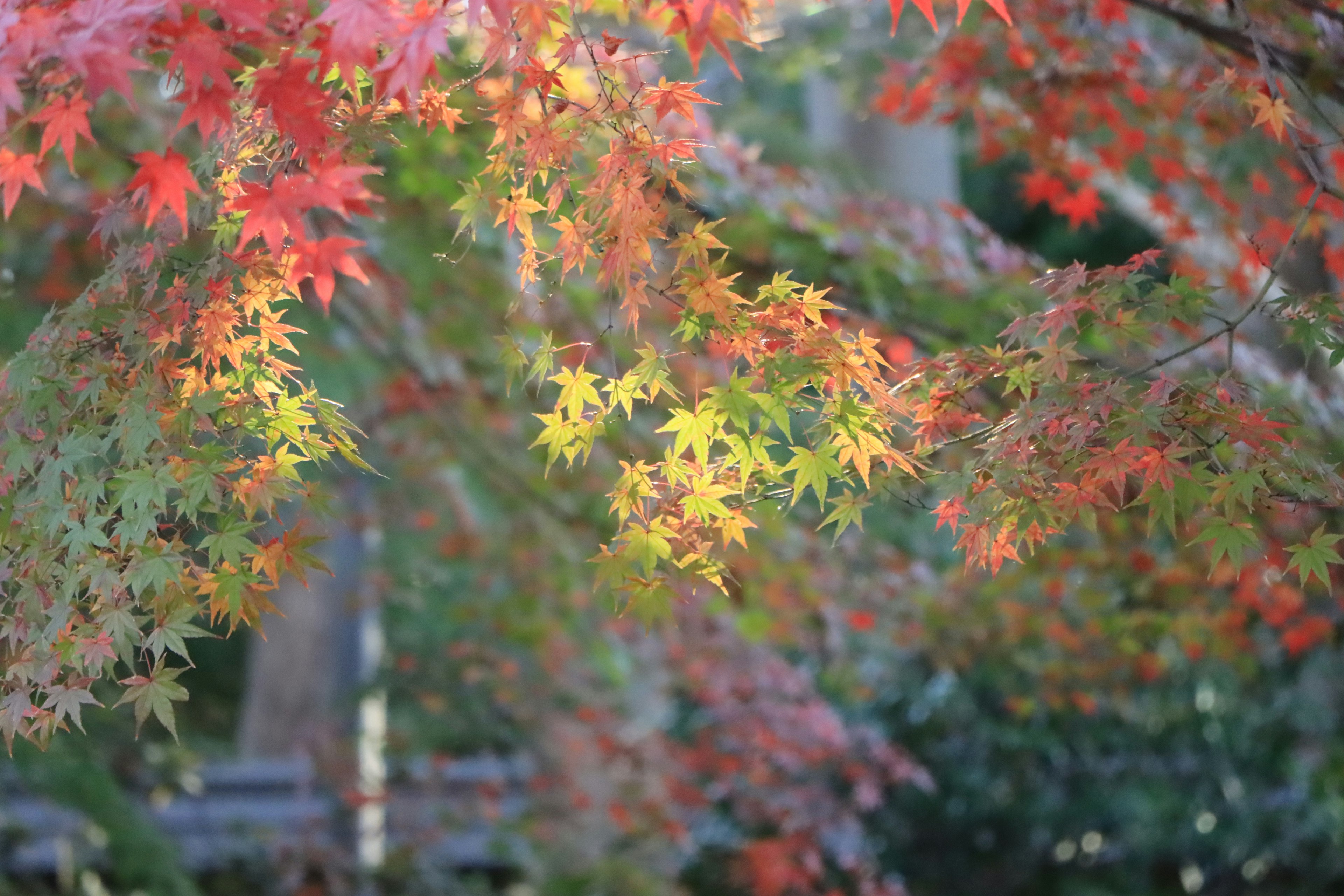 Colorful autumn leaves swaying in the breeze