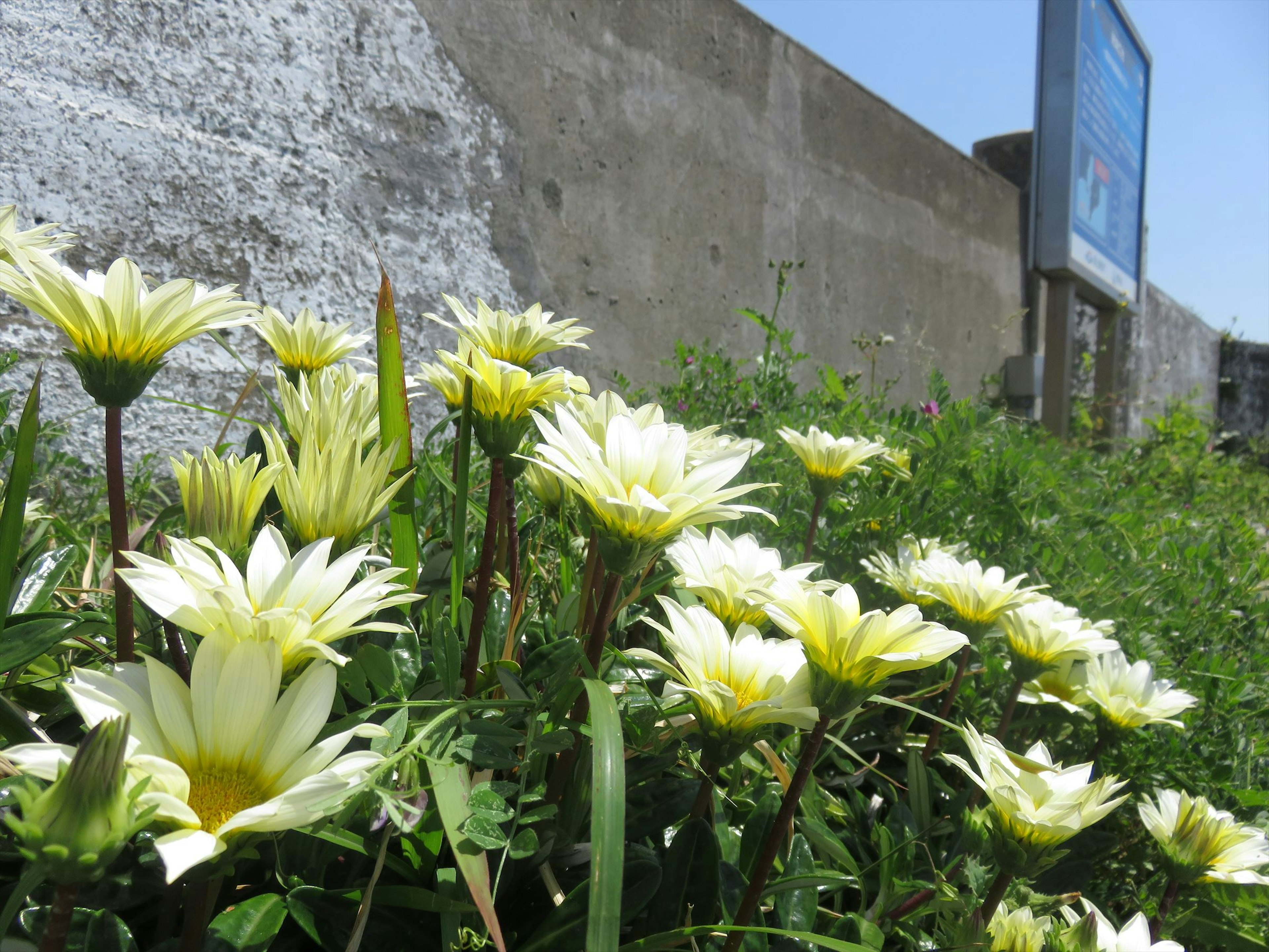 Cluster of white flowers blooming near a concrete wall