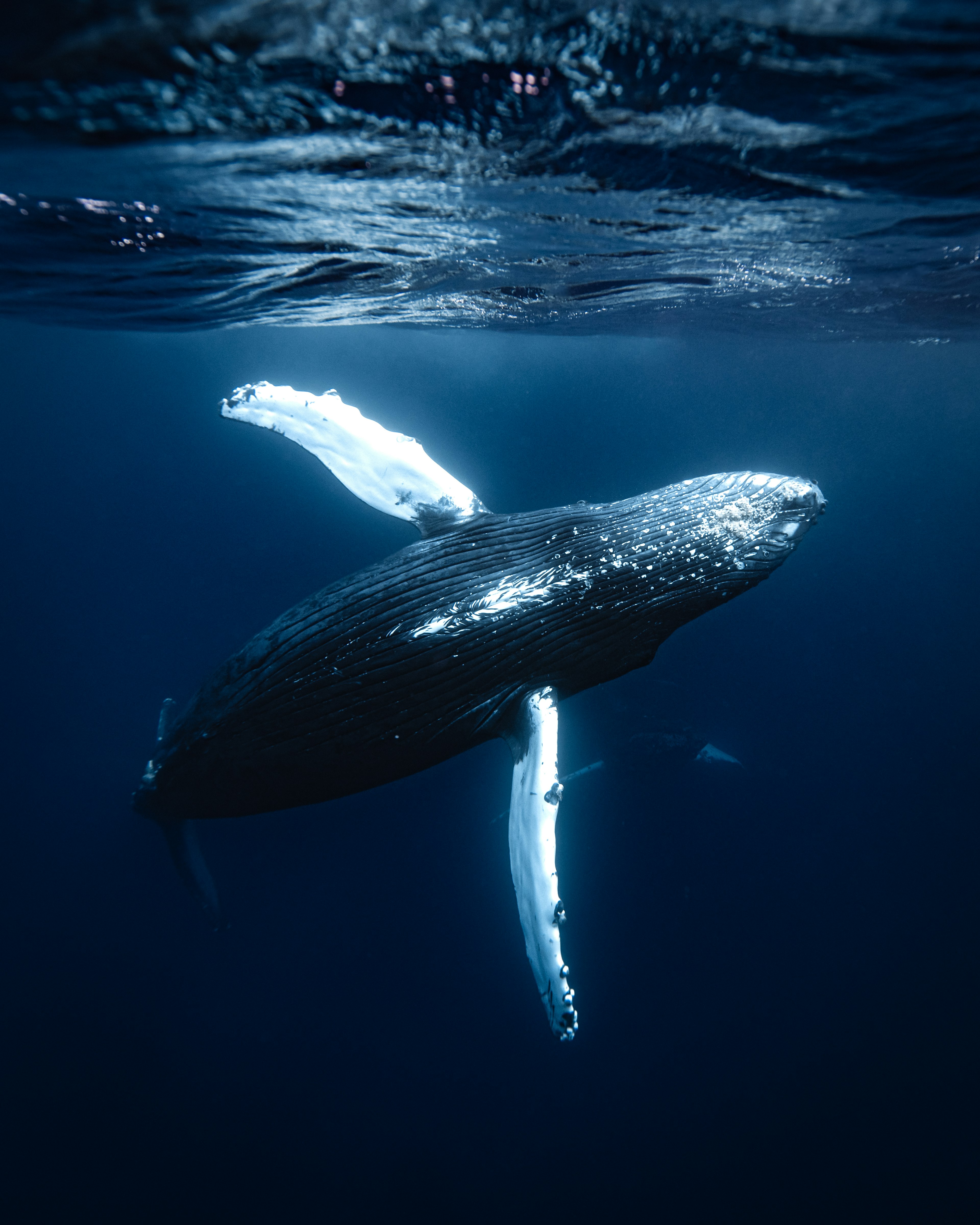 Una balena gobba che nuota graziosamente sott'acqua