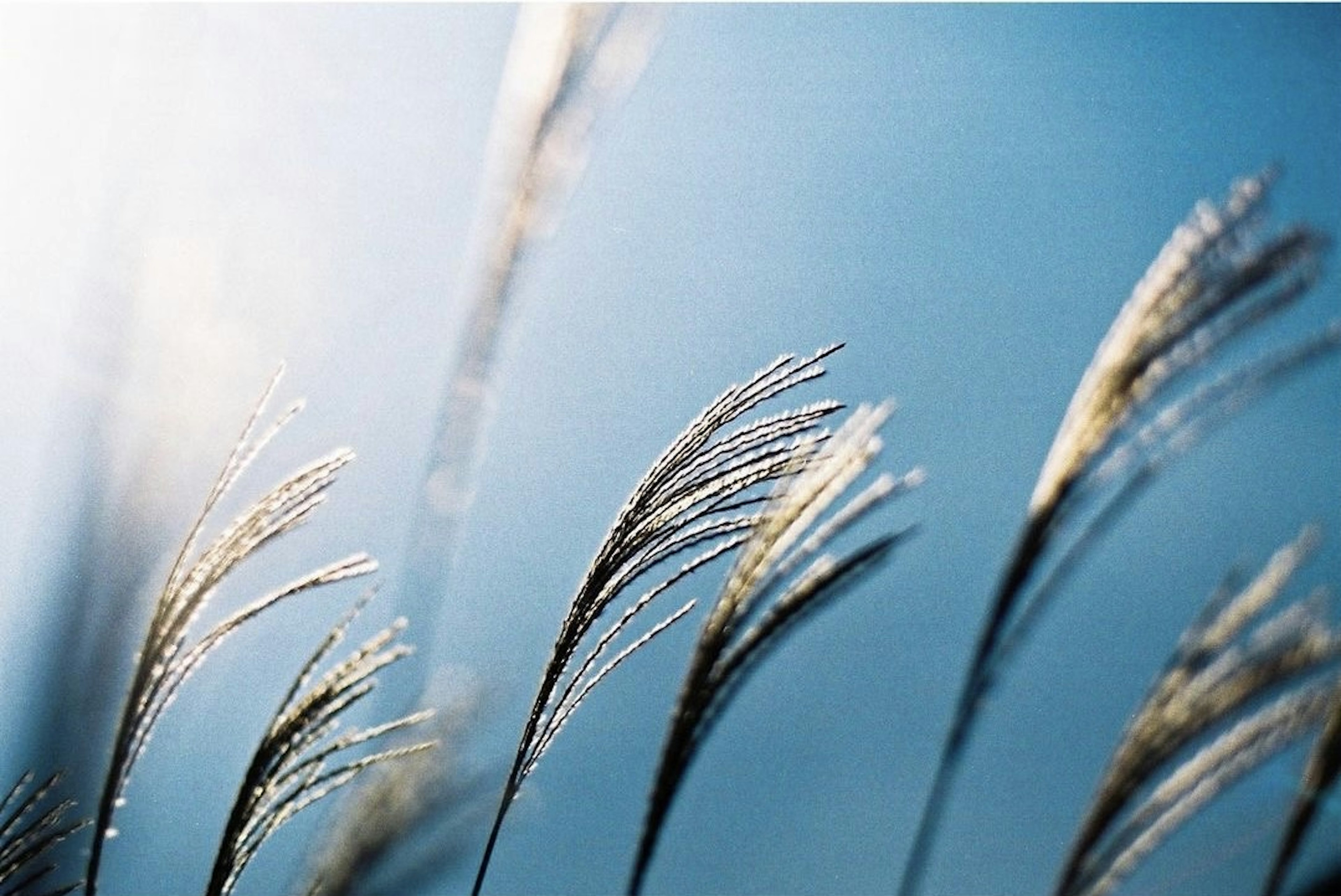 Grass blades swaying under a blue sky